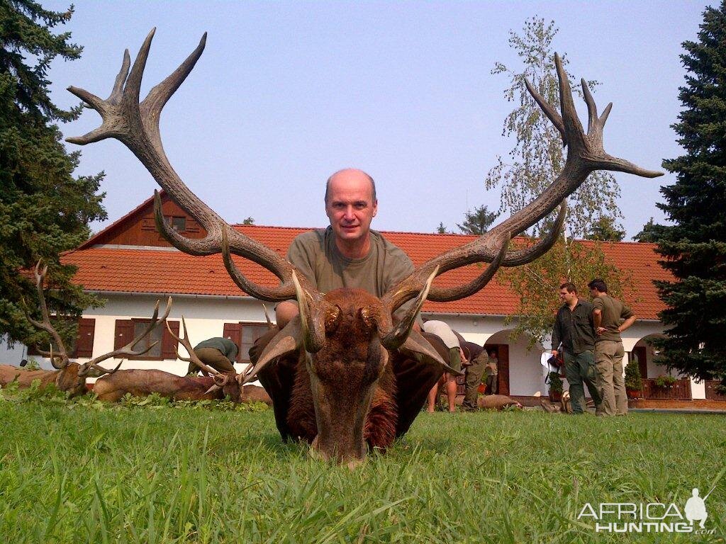 Red deer hunt in Europe