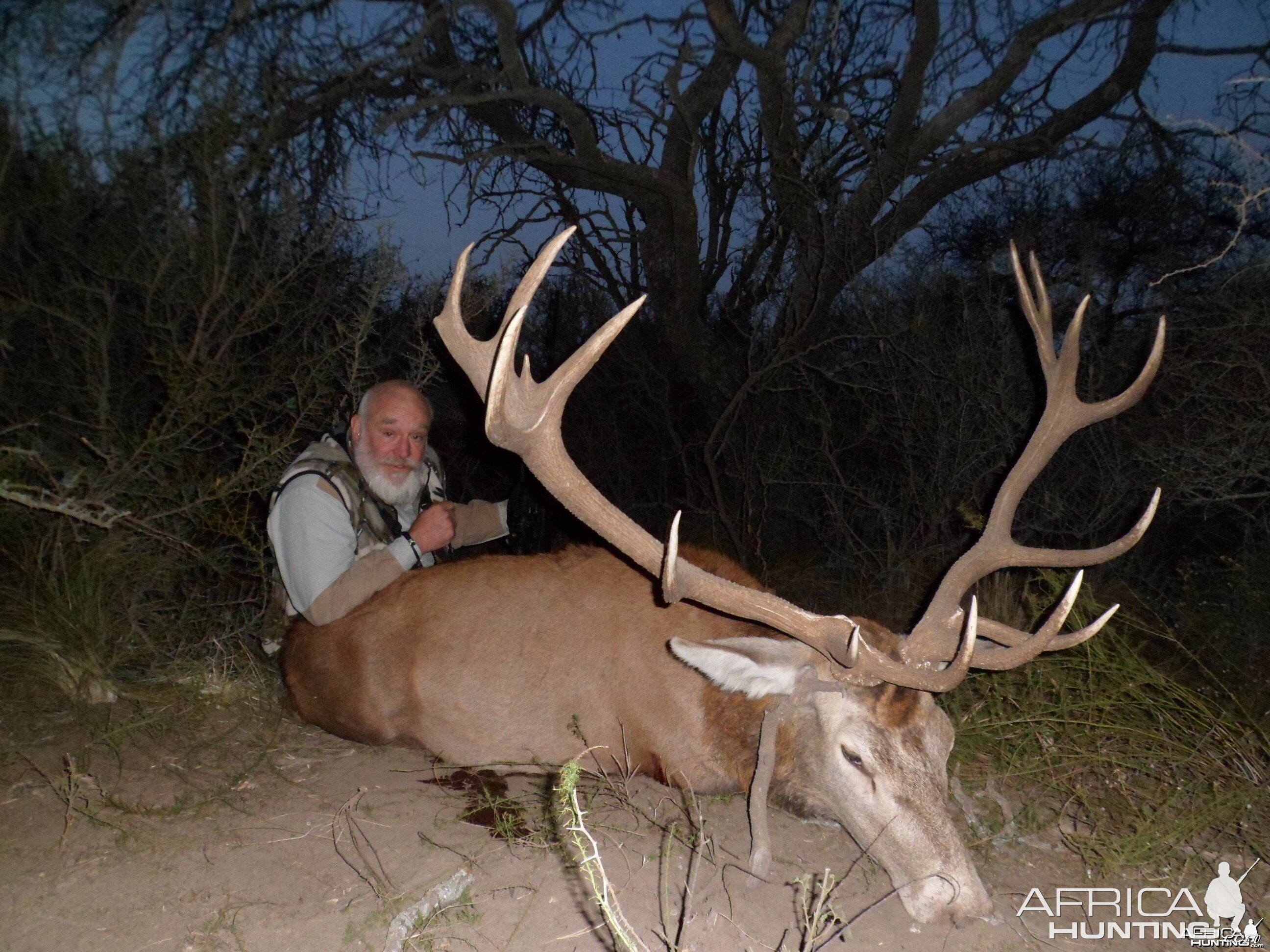 Red Deer hunted in la Pampa afther the roar