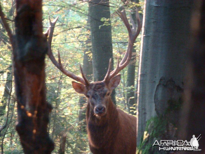 Red Deer stags roaring in the hills of Bavaria