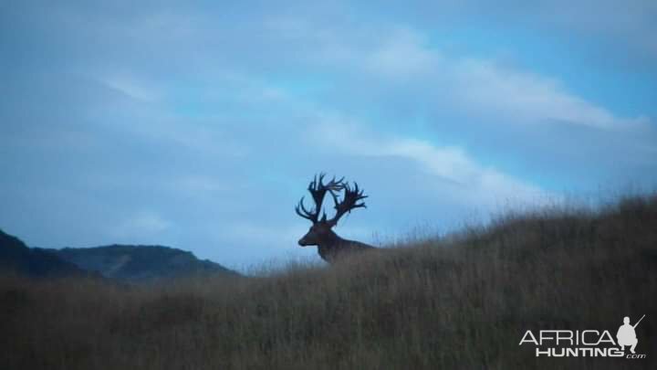 Red Deer