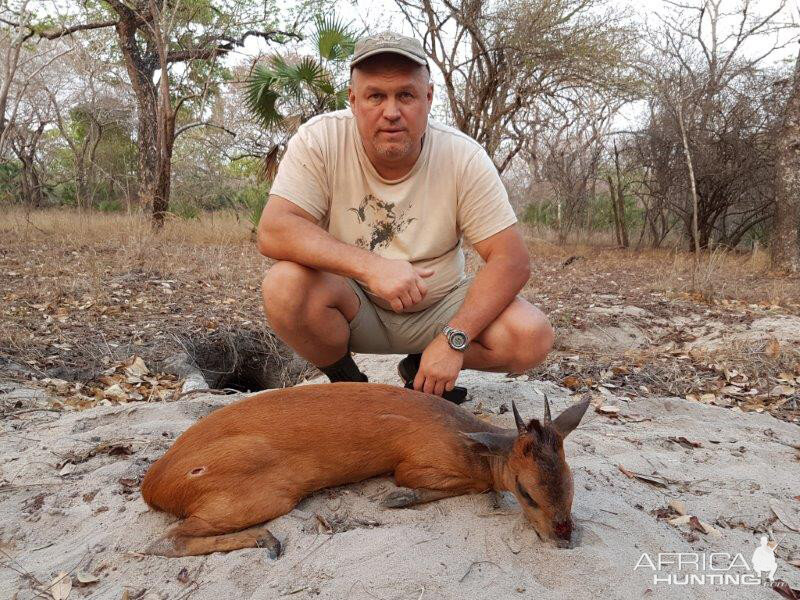 Red Duiker Hunt Mozambique