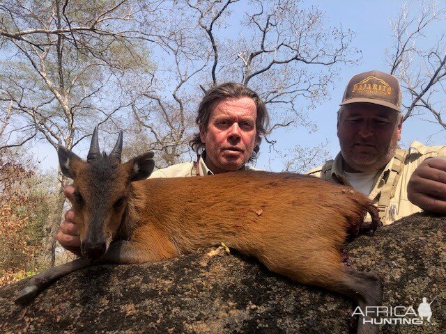 Red Duiker Hunting Cameroon