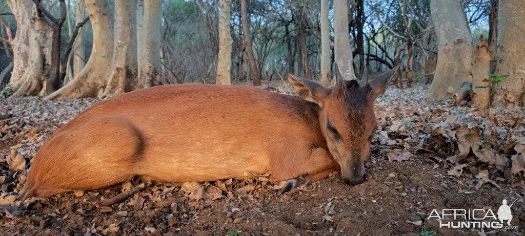 Red Duiker Hunting