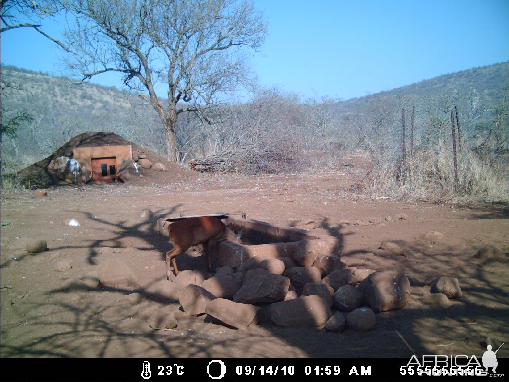 Red Duiker Zululand