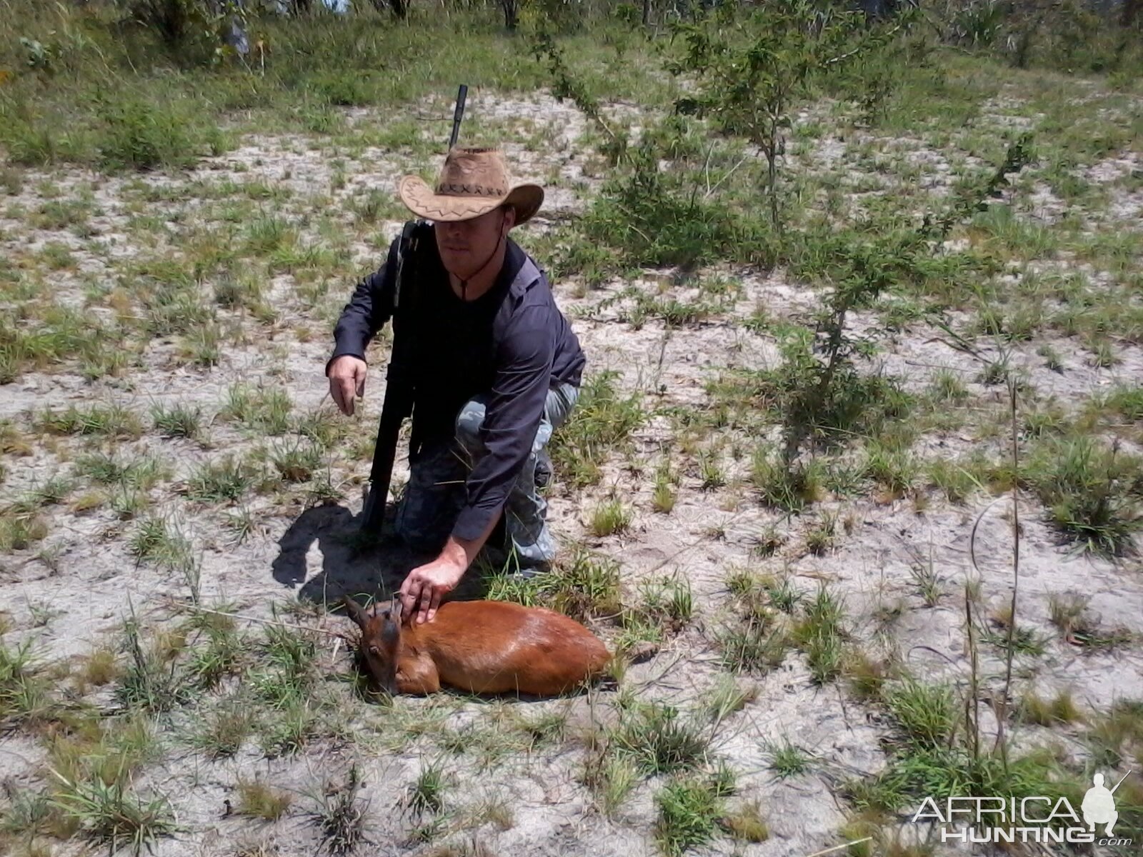 red duiker