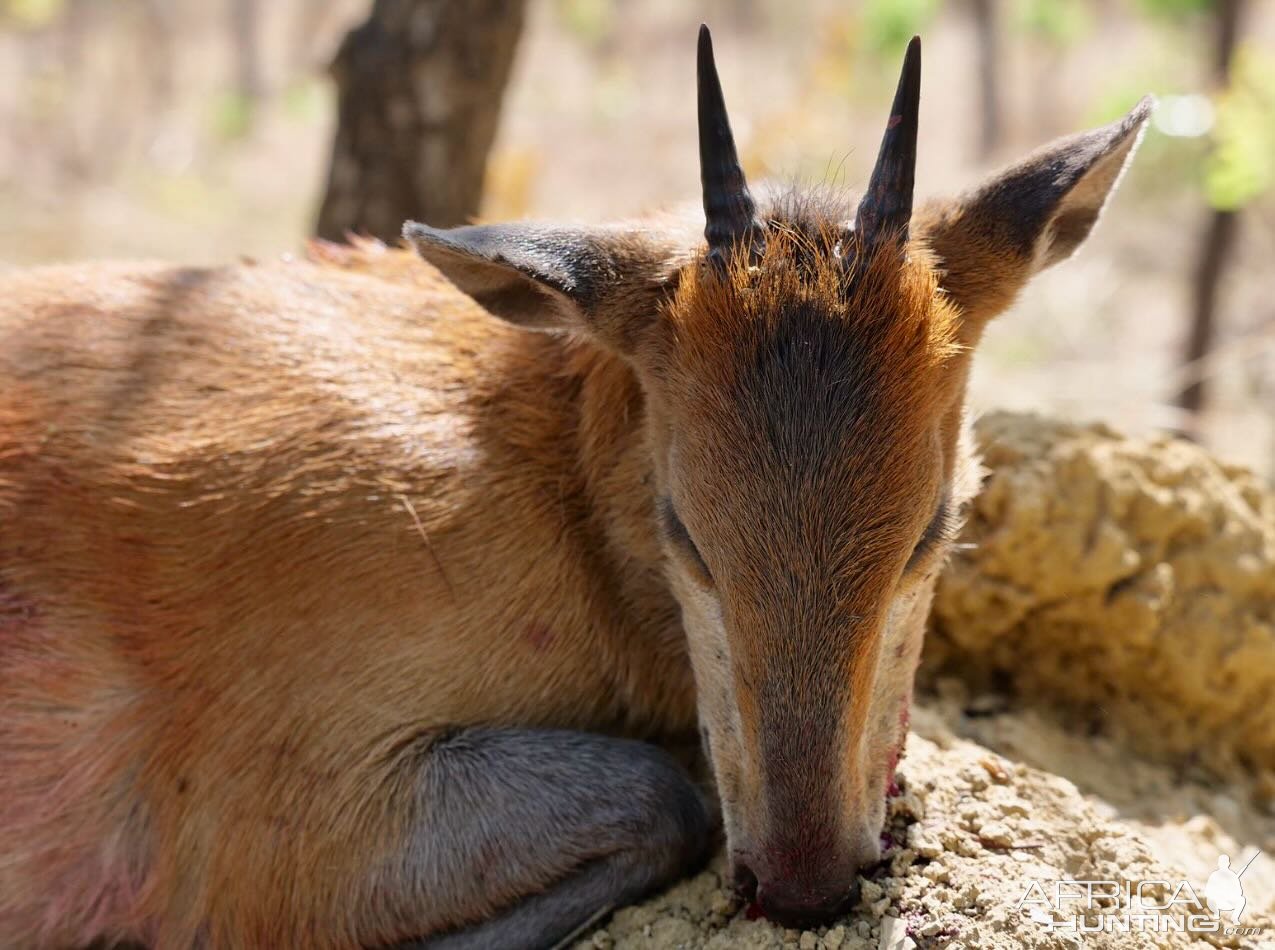 Red Flanked Duiker Hunt Cameroon