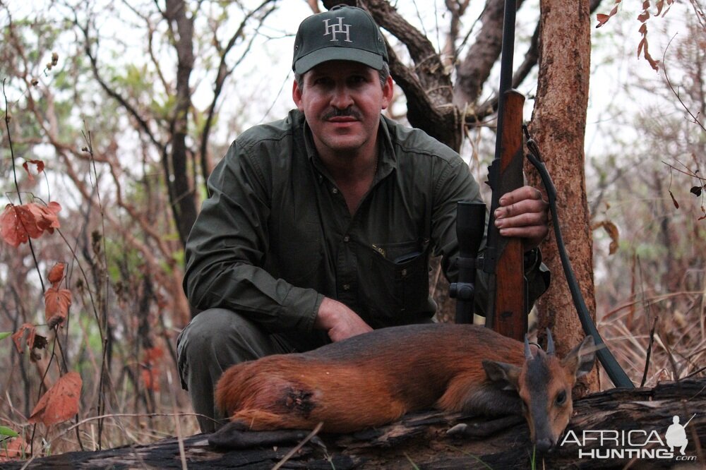 Red Flanked Duiker hunt with CAWA in CAR