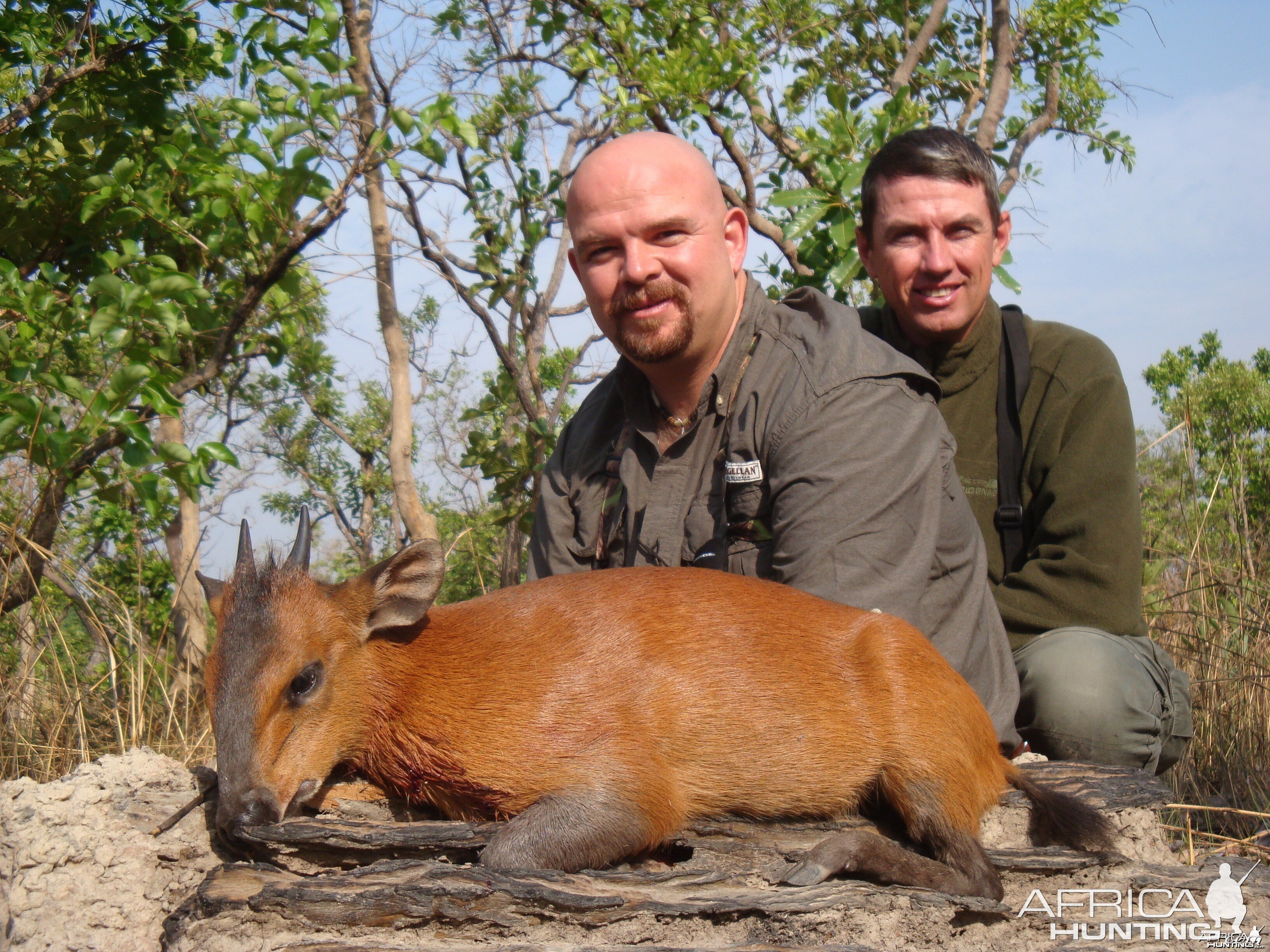 Red Flanked Duiker hunted in CAR with Central African Wildlife Adventures