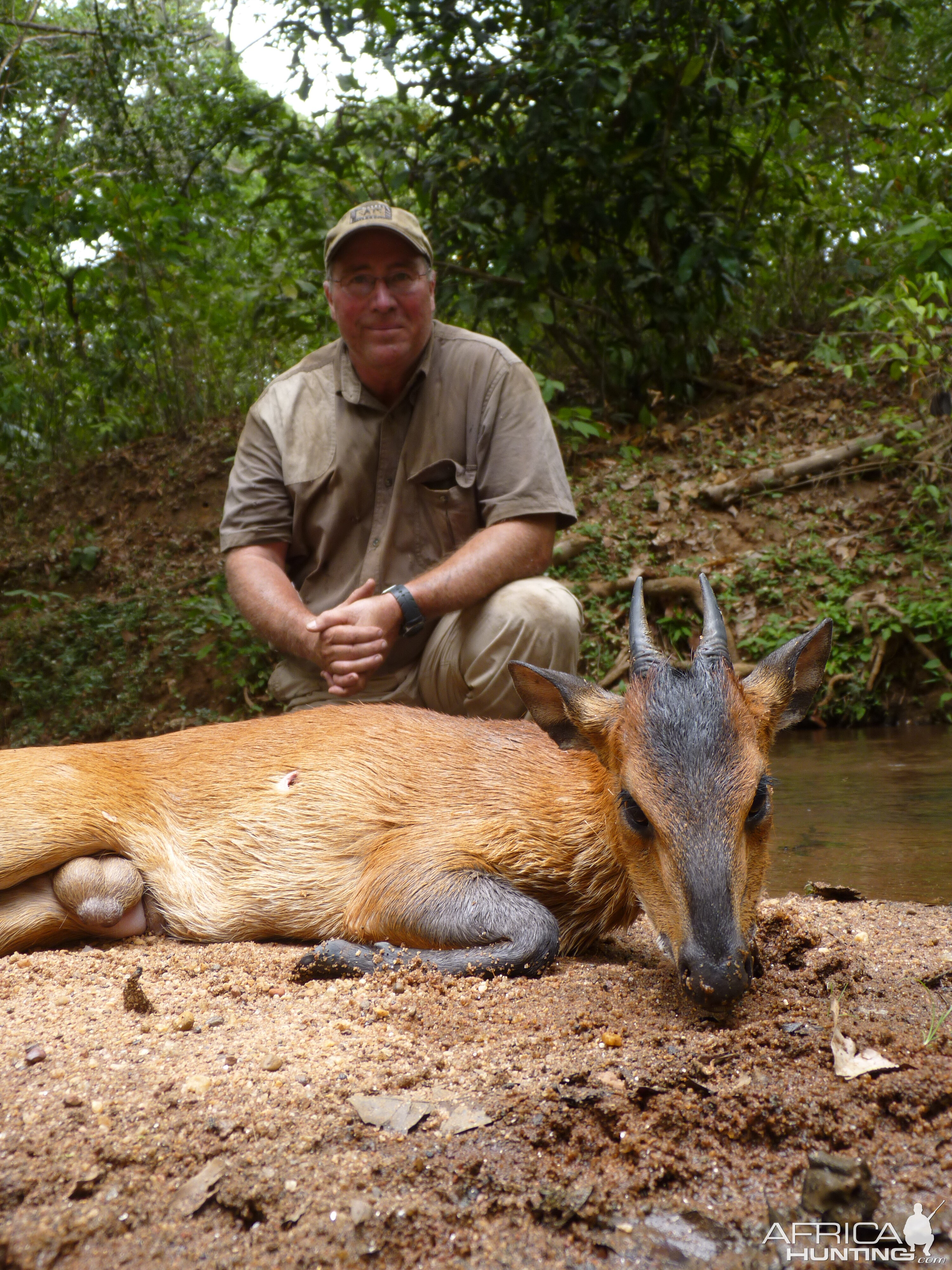 Red Flanked Duiker hunted in CAR