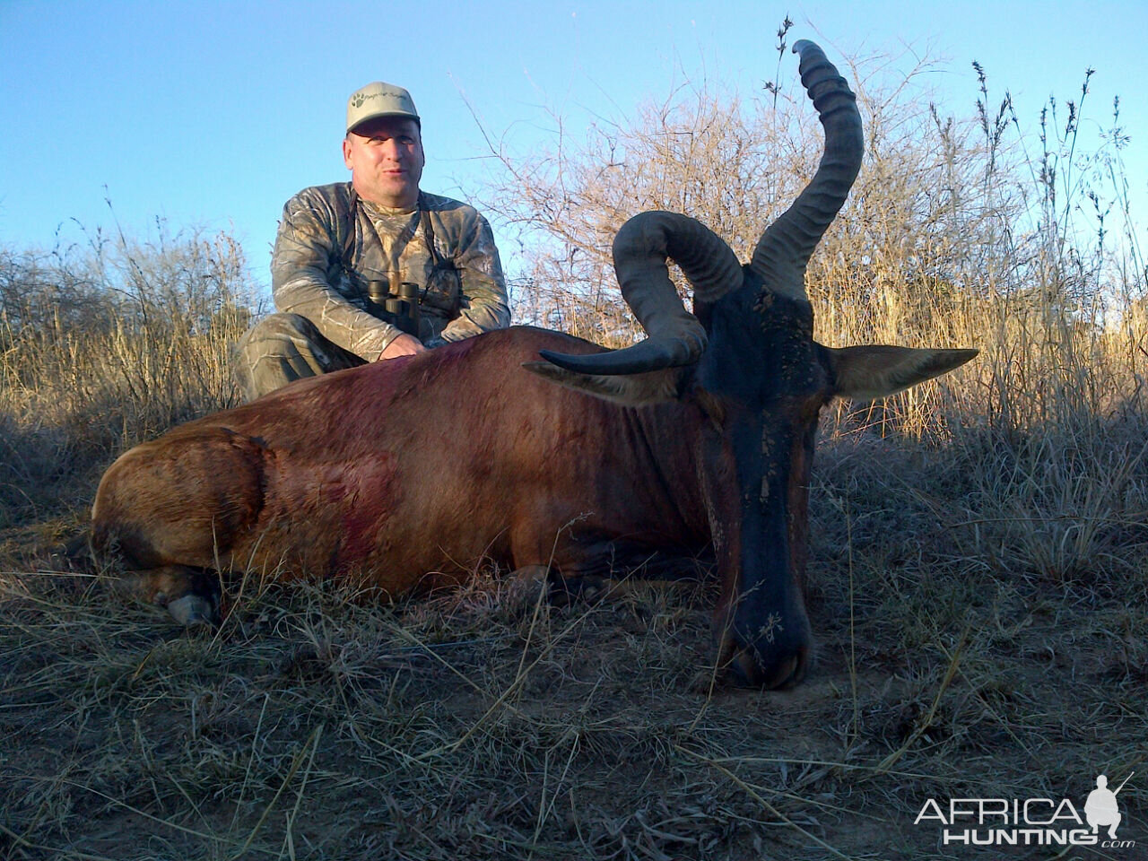 red hardebeest