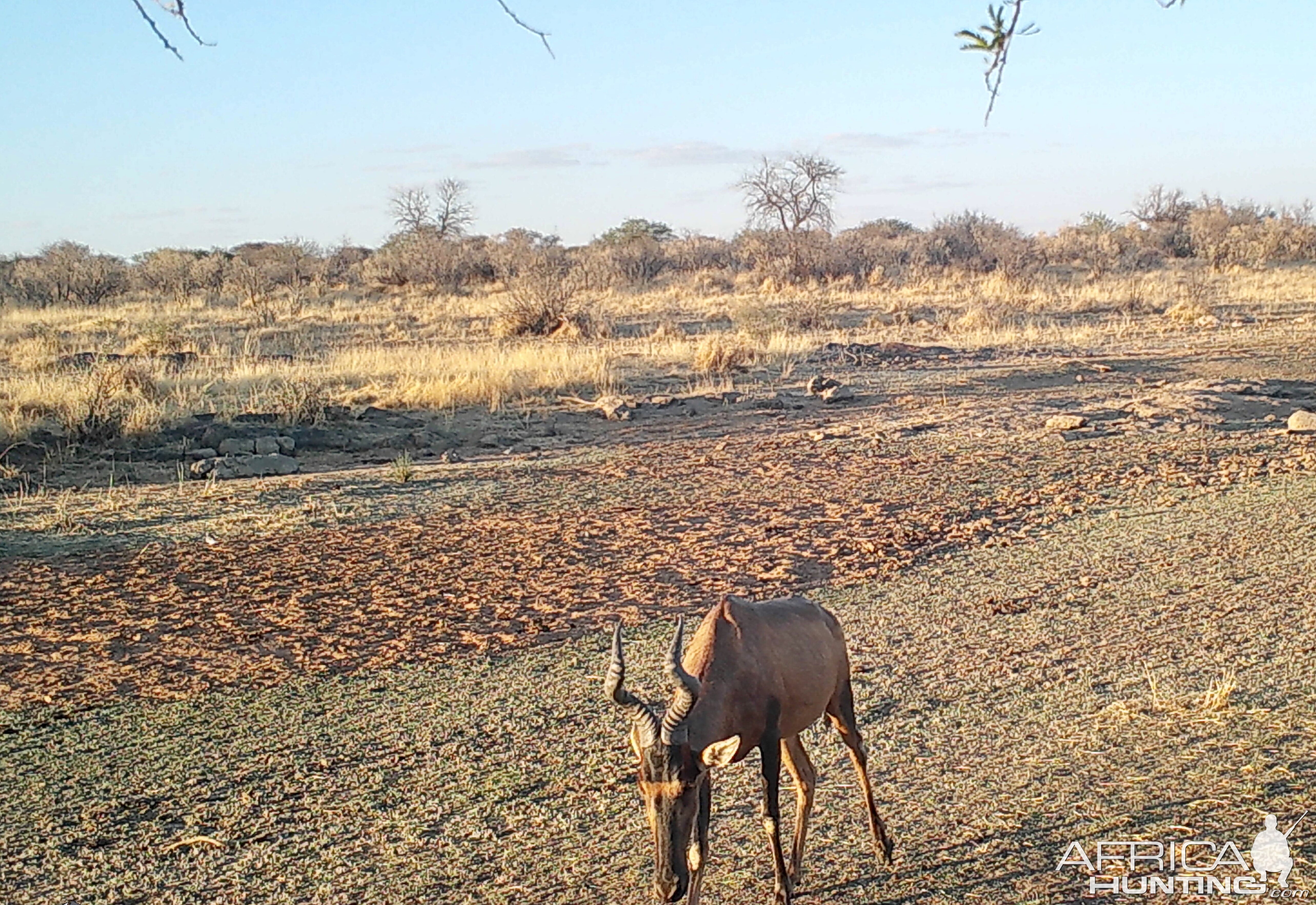 Red Hartebeest at Zana Botes Safari