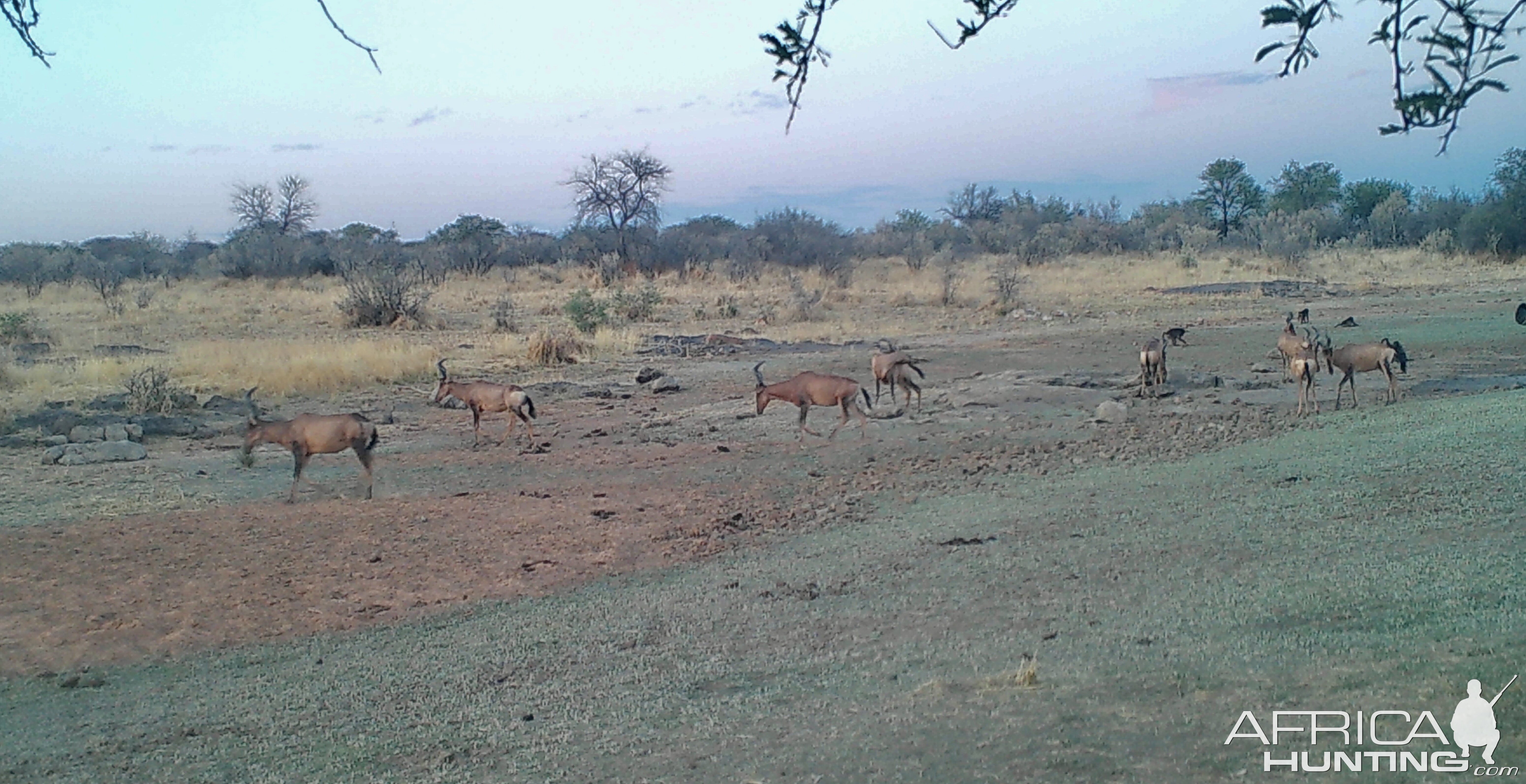 Red Hartebeest at Zana Botes Safari
