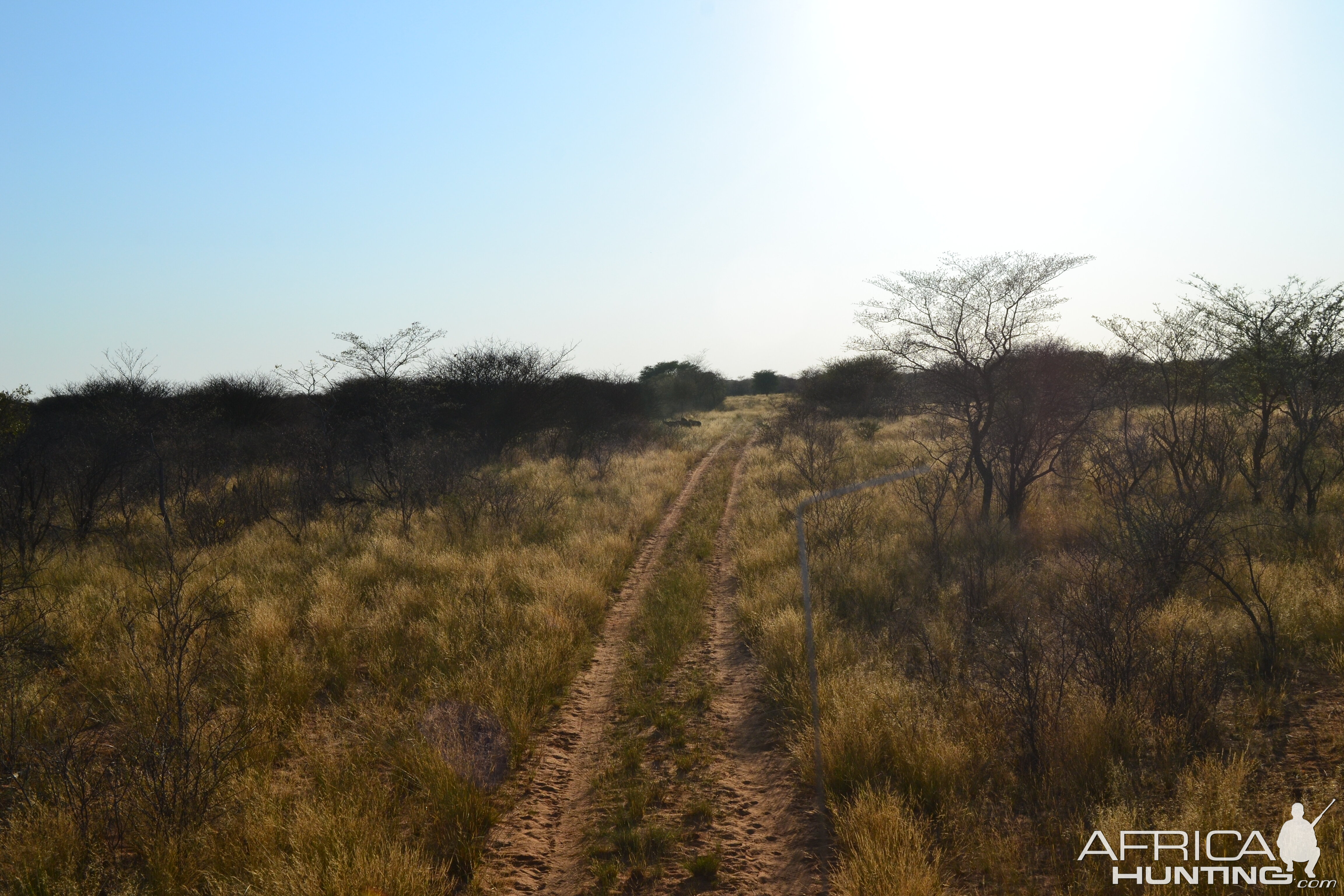 Red Hartebeest crossing the track