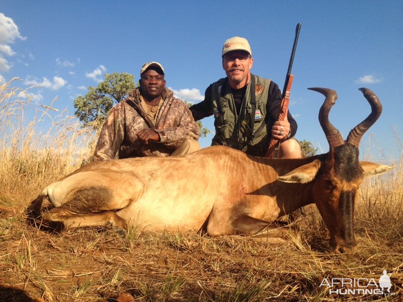 Red Hartebeest Cull Hunt in South Africa