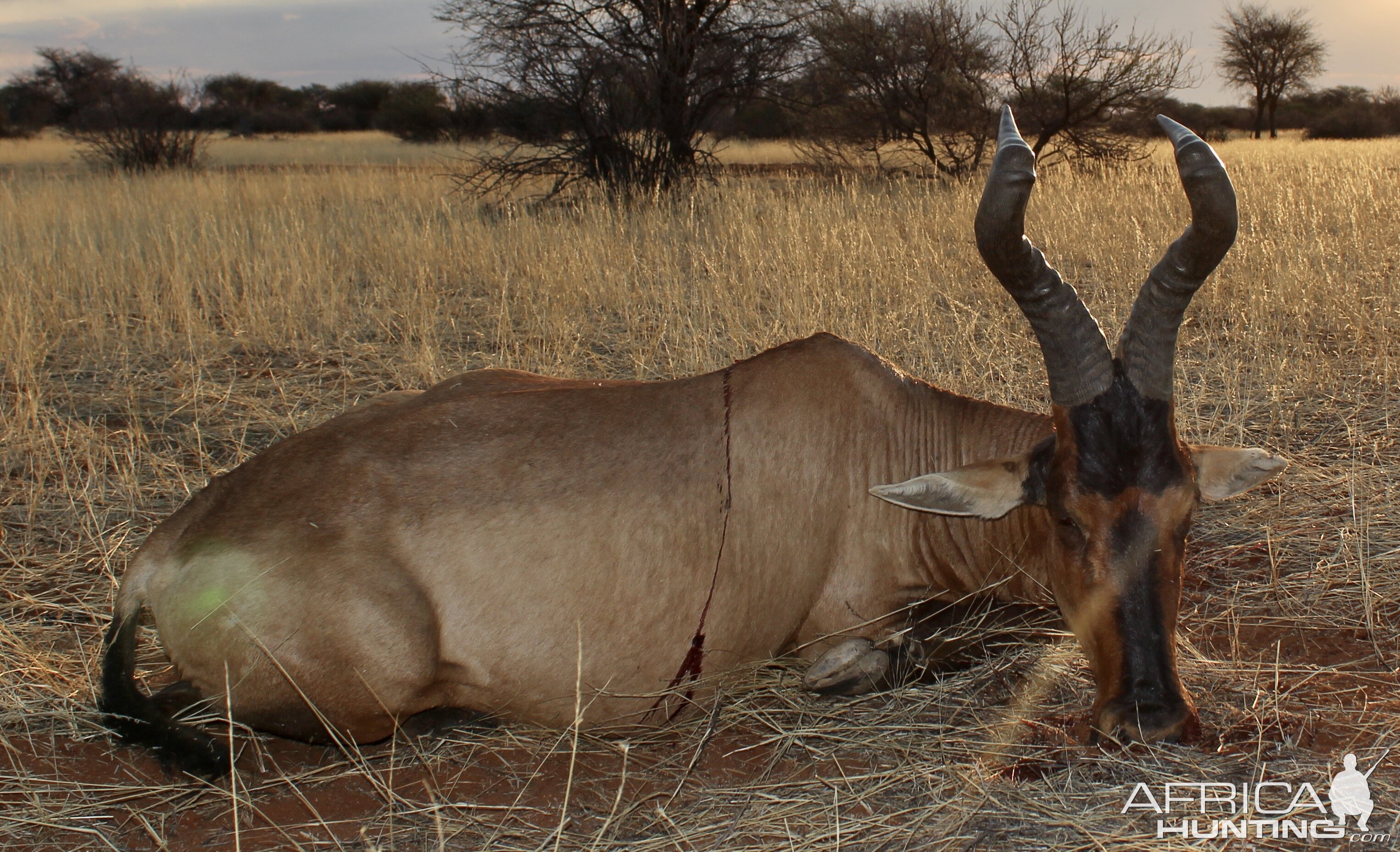 Red Hartebeest Guided by Zana Botes