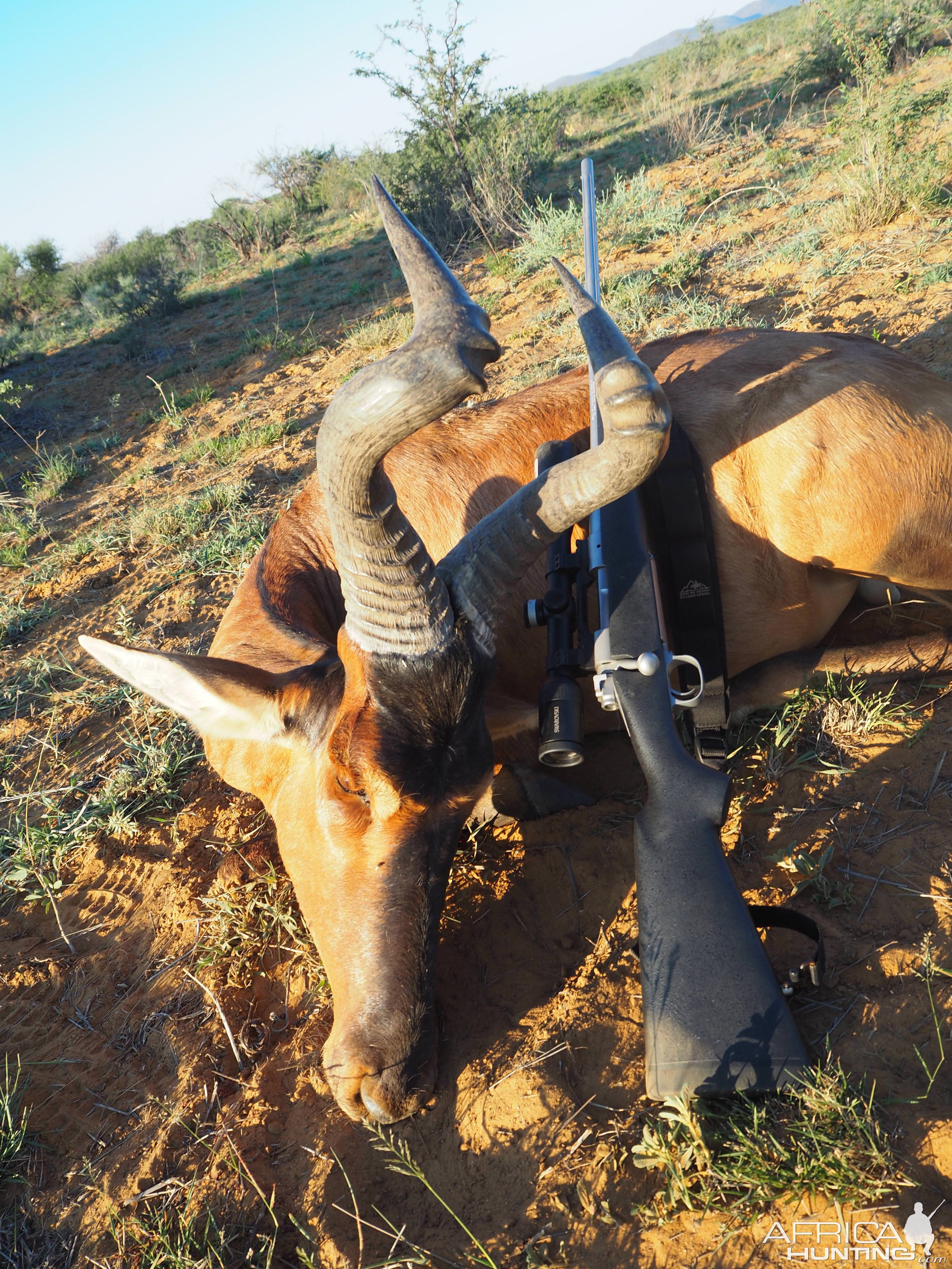 Red Hartebeest Hunt in Namibia