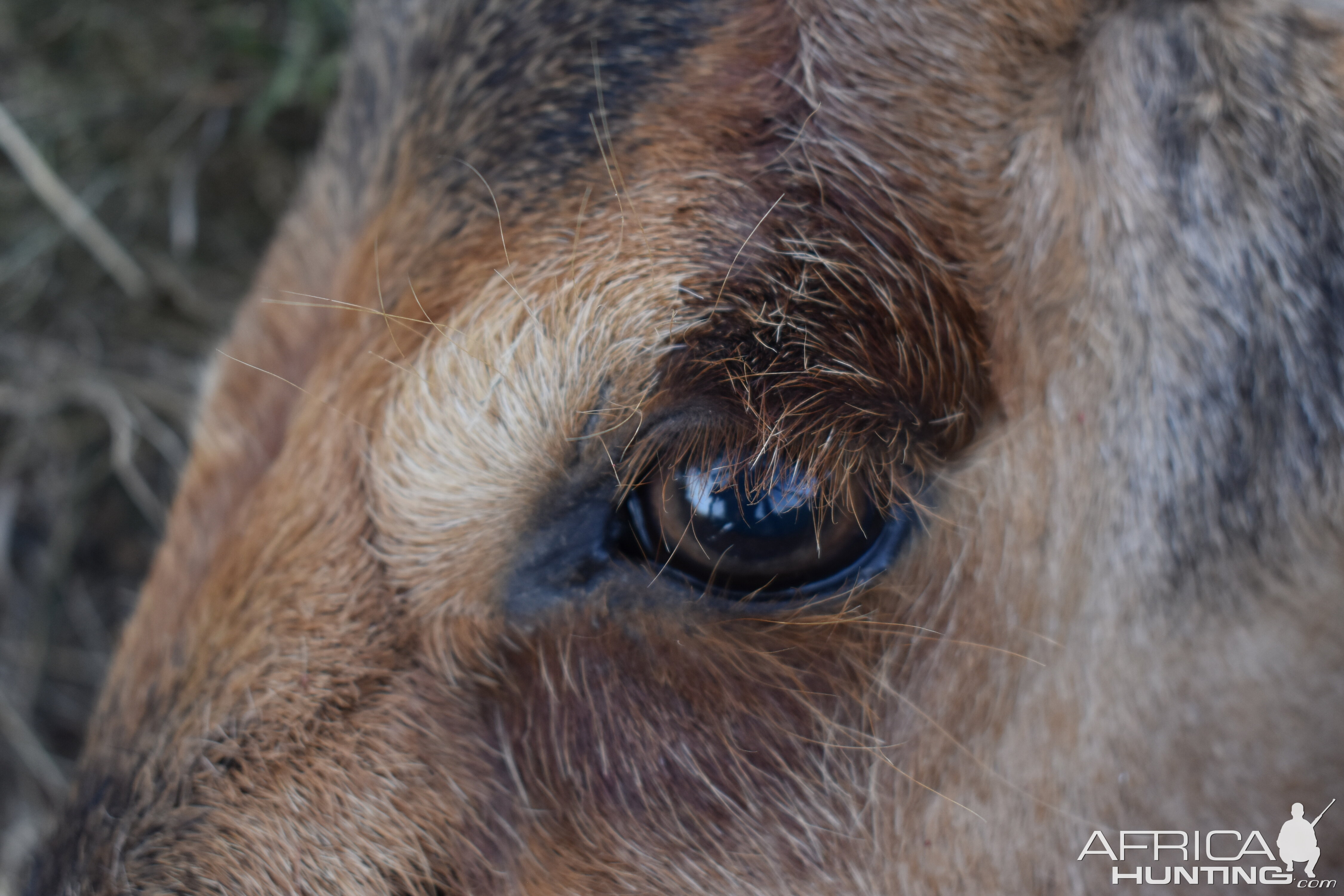 Red Hartebeest Hunt in South Africa