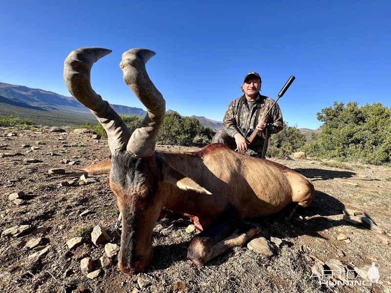 Red Hartebeest Hunt Karoo South Africa