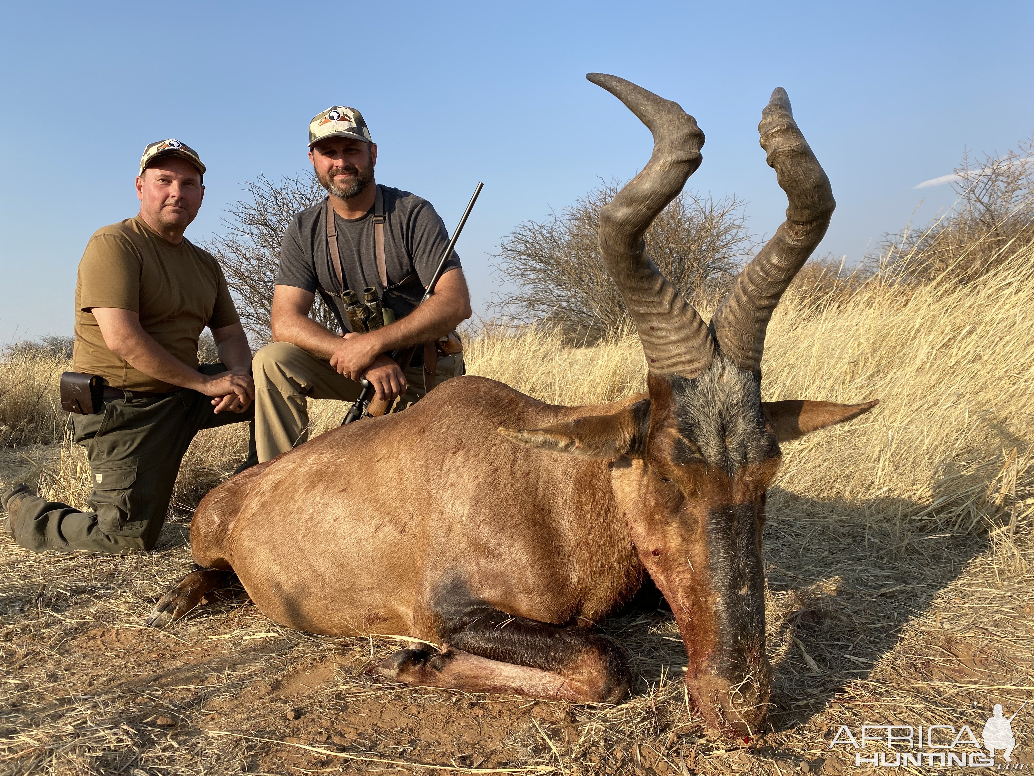 Red Hartebeest Hunt Namibia