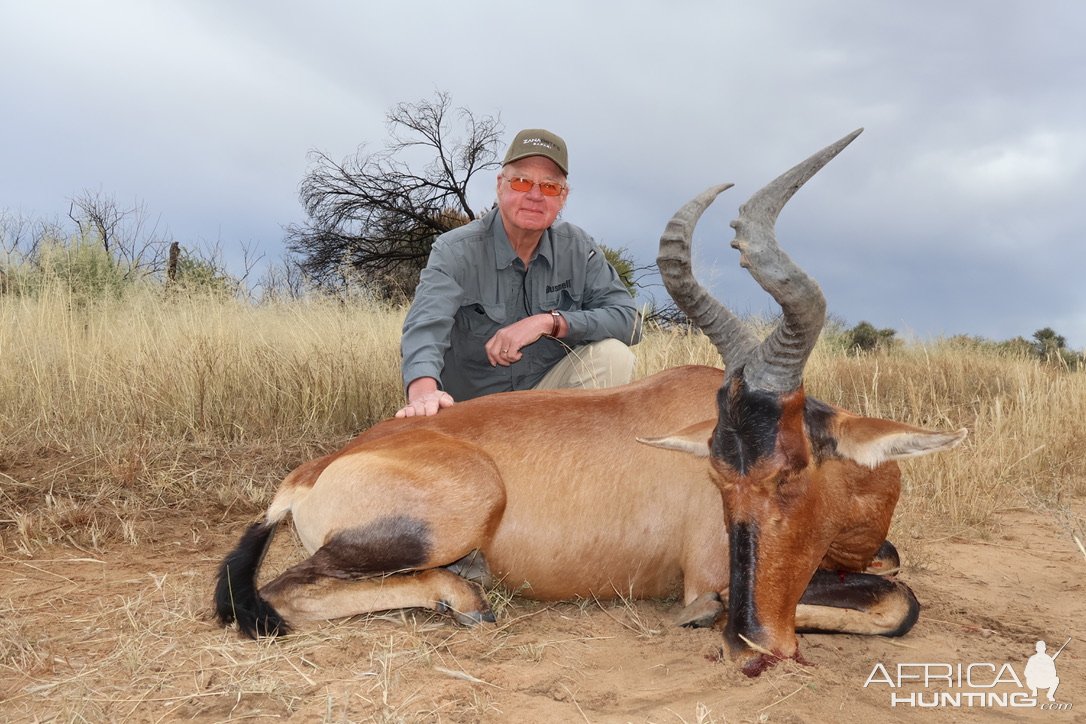 Red Hartebeest Hunt Namibia