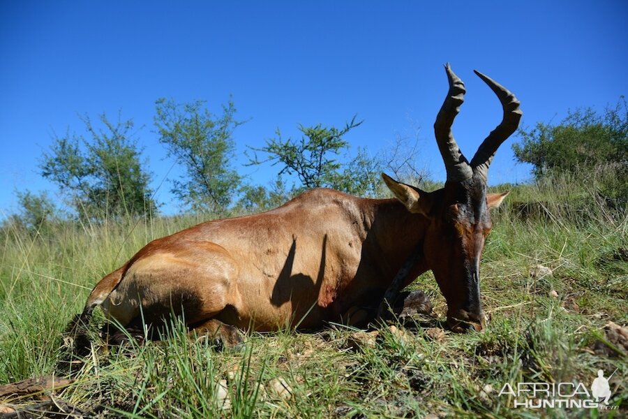 Red Hartebeest Hunt Namibia