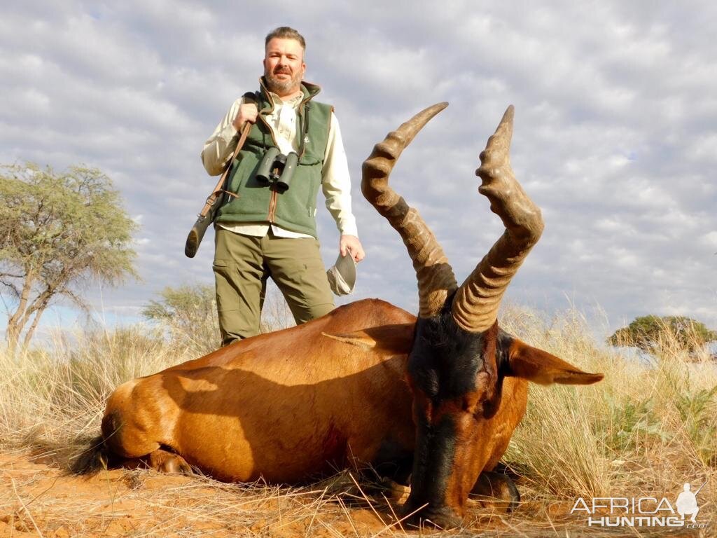 Red Hartebeest Hunt Namibia