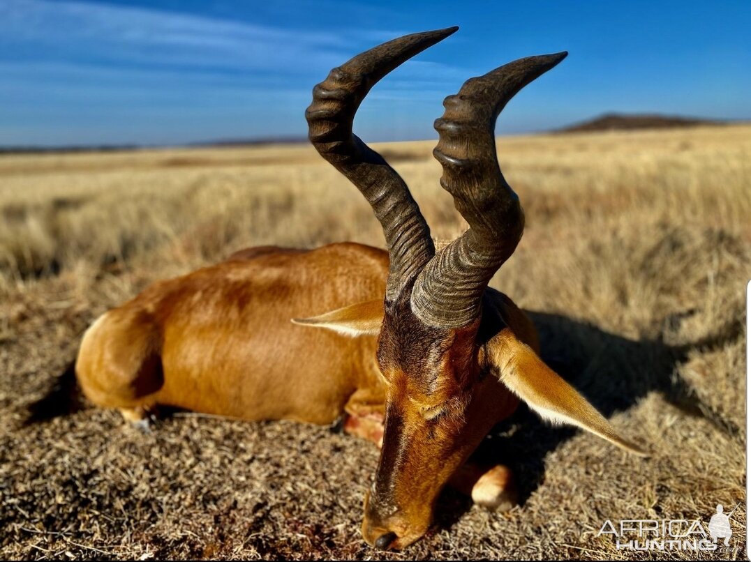 Red Hartebeest Hunt South Africa