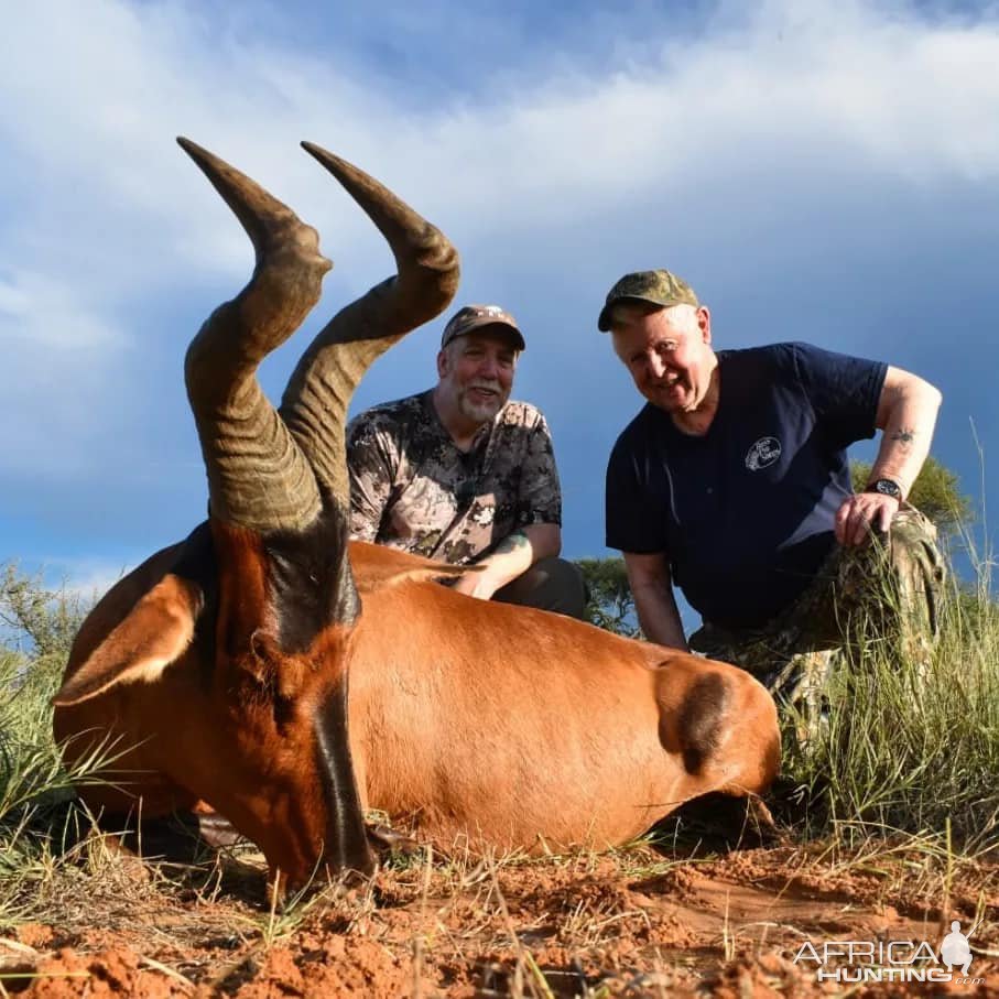 Red Hartebeest Hunt South Africa