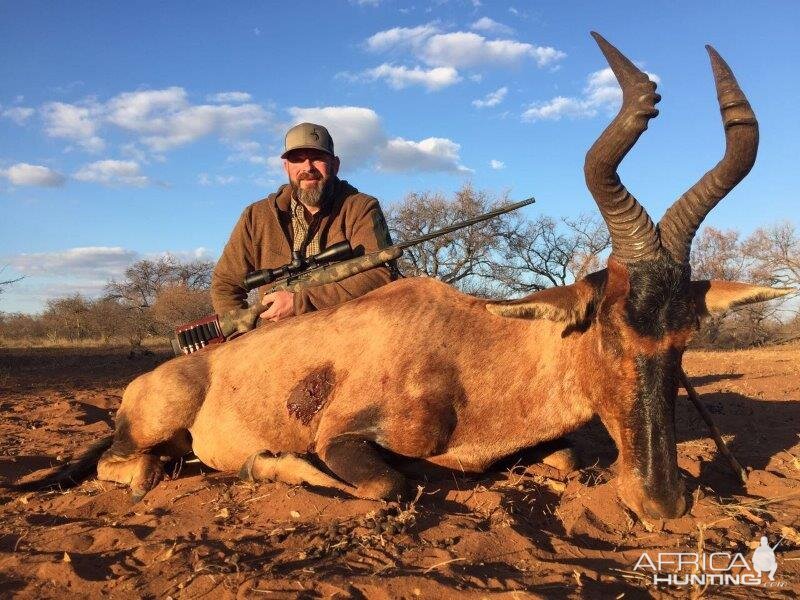 Red Hartebeest Hunt South Africa