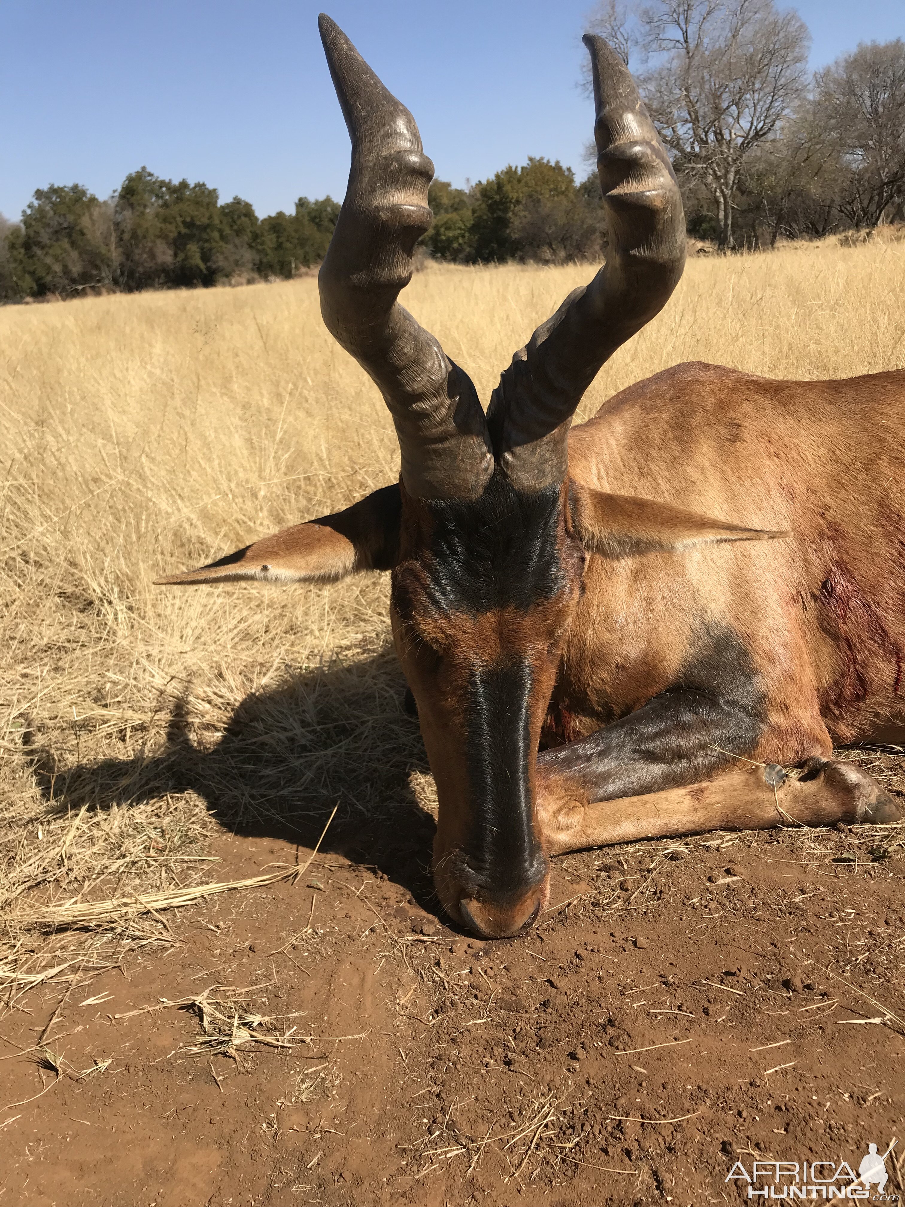 Red Hartebeest Hunt South Africa