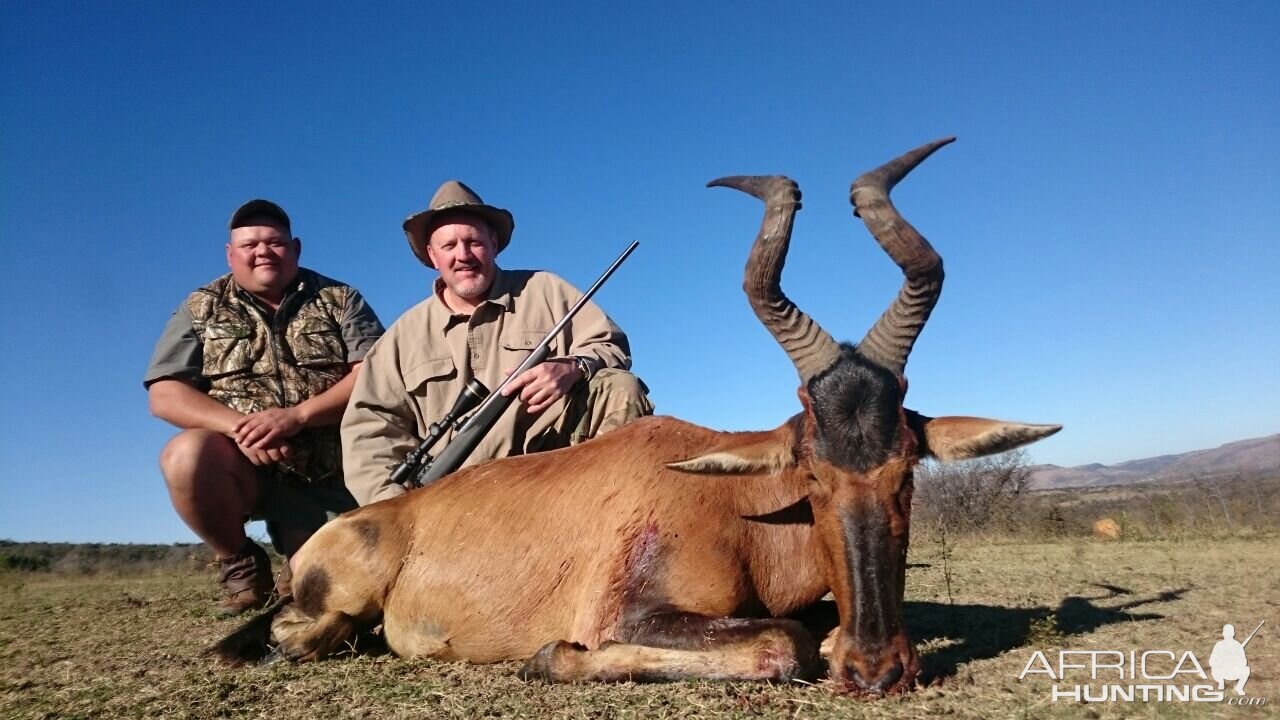 Red Hartebeest Hunting in South Africa