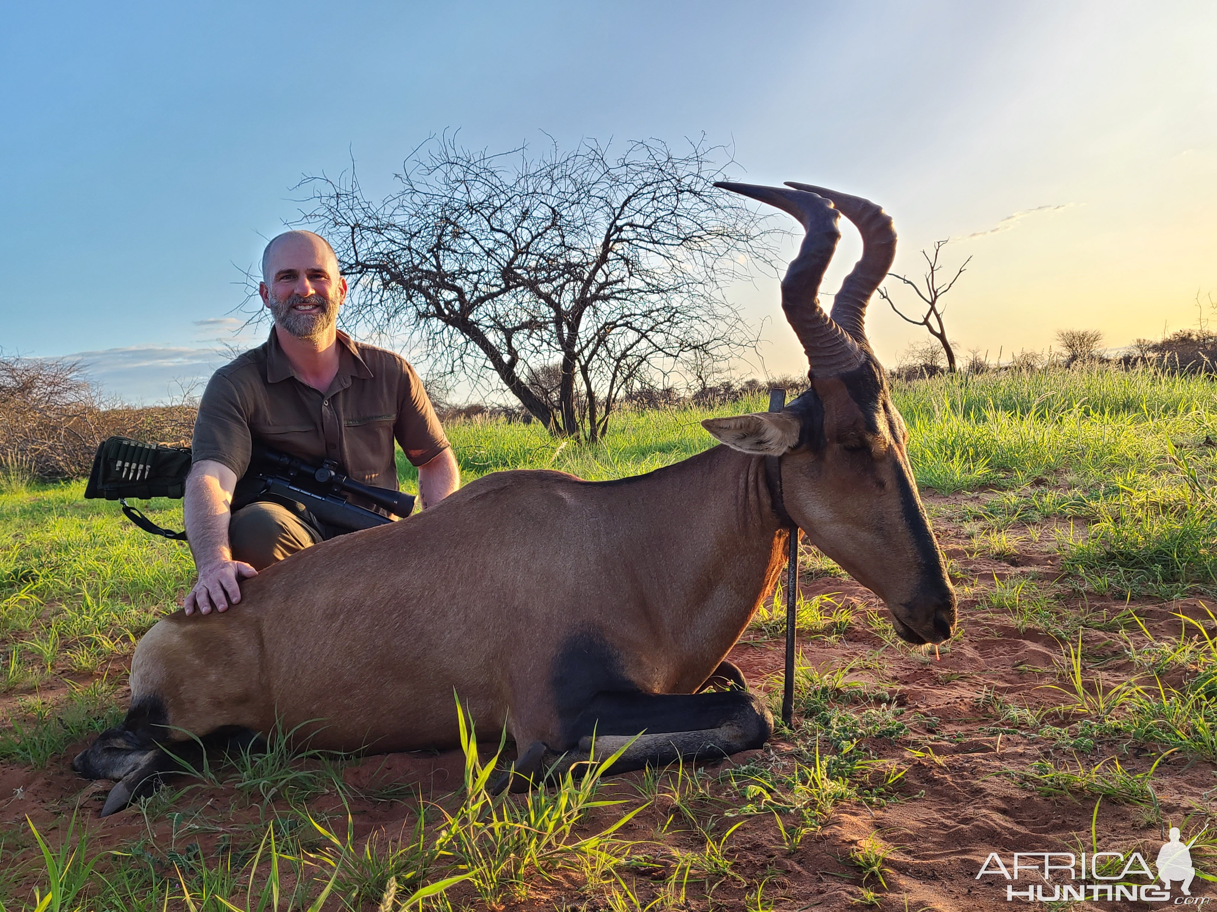 Red Hartebeest Hunting Namibia