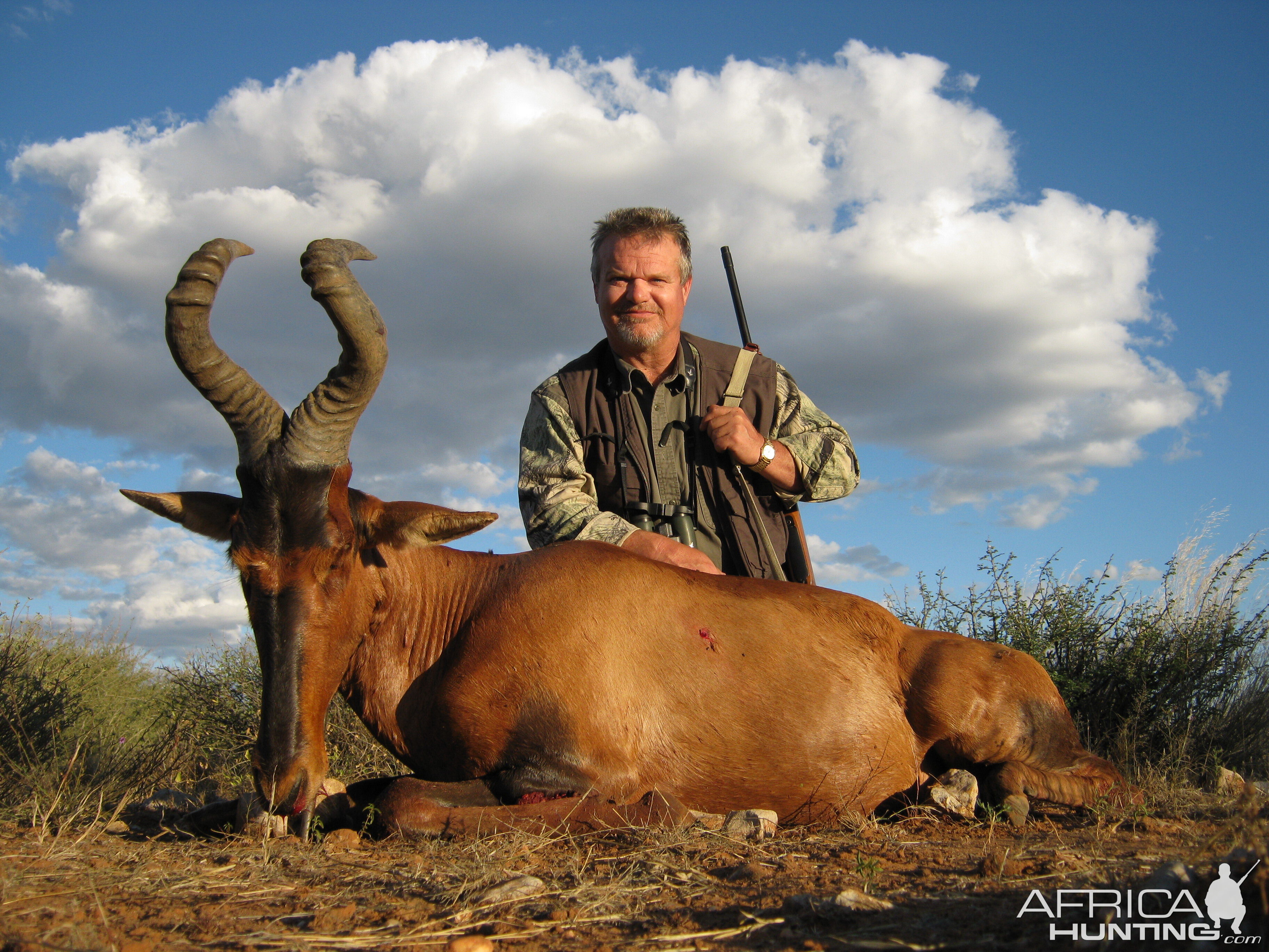 Red Hartebeest Hunting Namibia