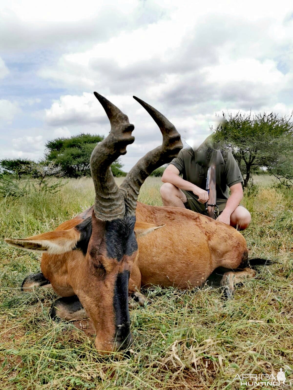 Red Hartebeest Hunting South Africa