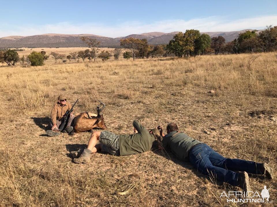 Red Hartebeest Hunting South Africa