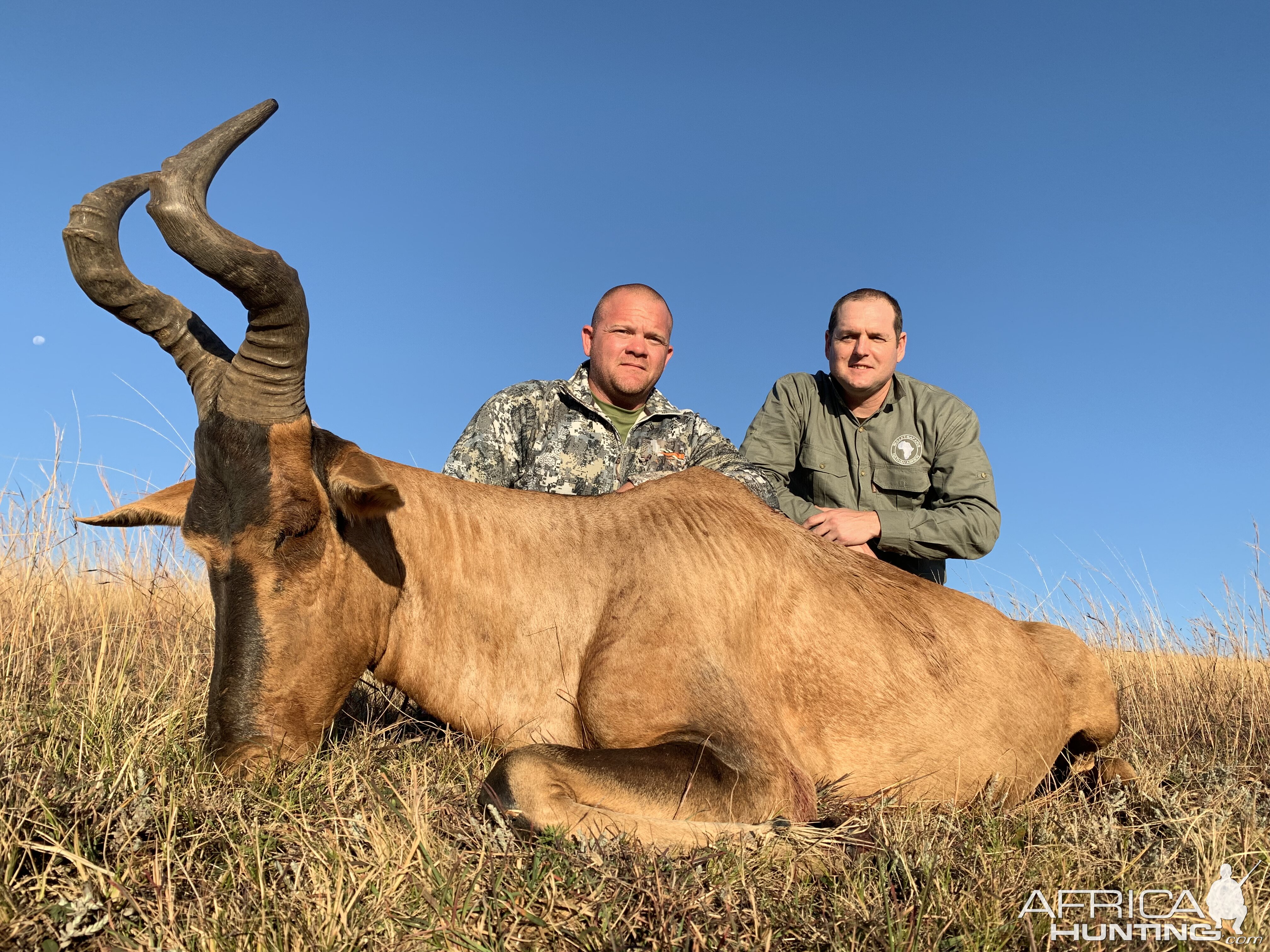 Red Hartebeest Hunting South Africa