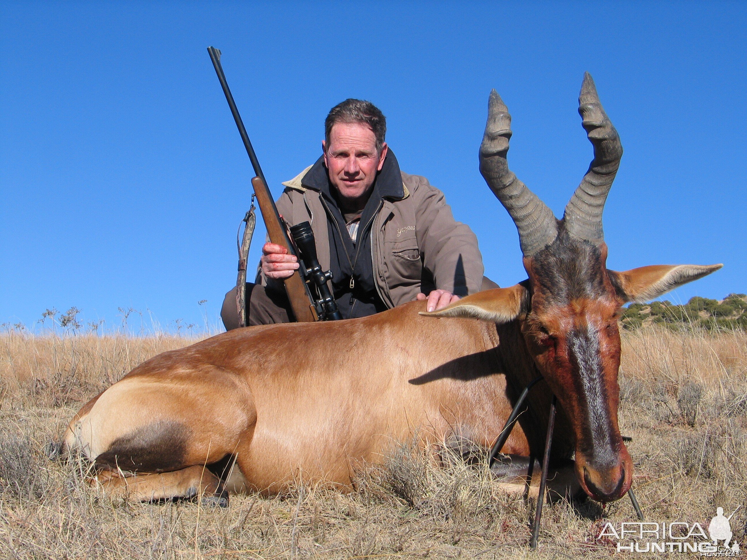 Red hartebeest, Hunting with Clients