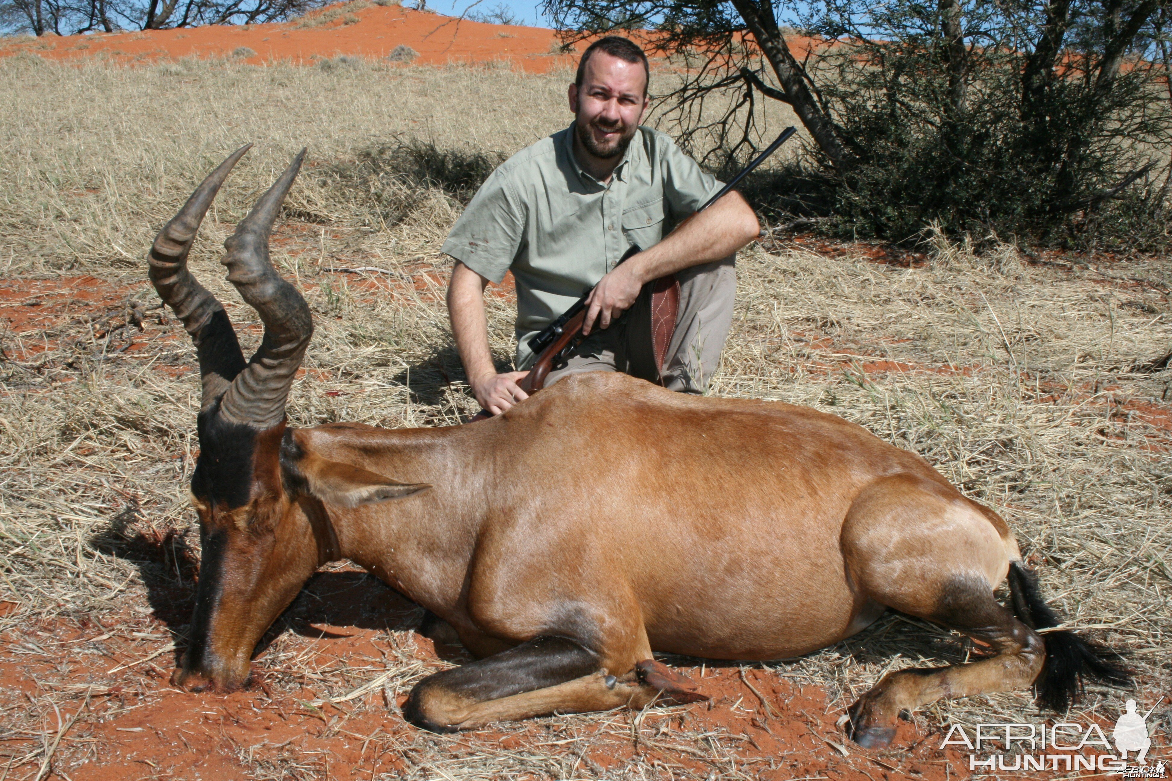 Red Hartebeest Kalahari