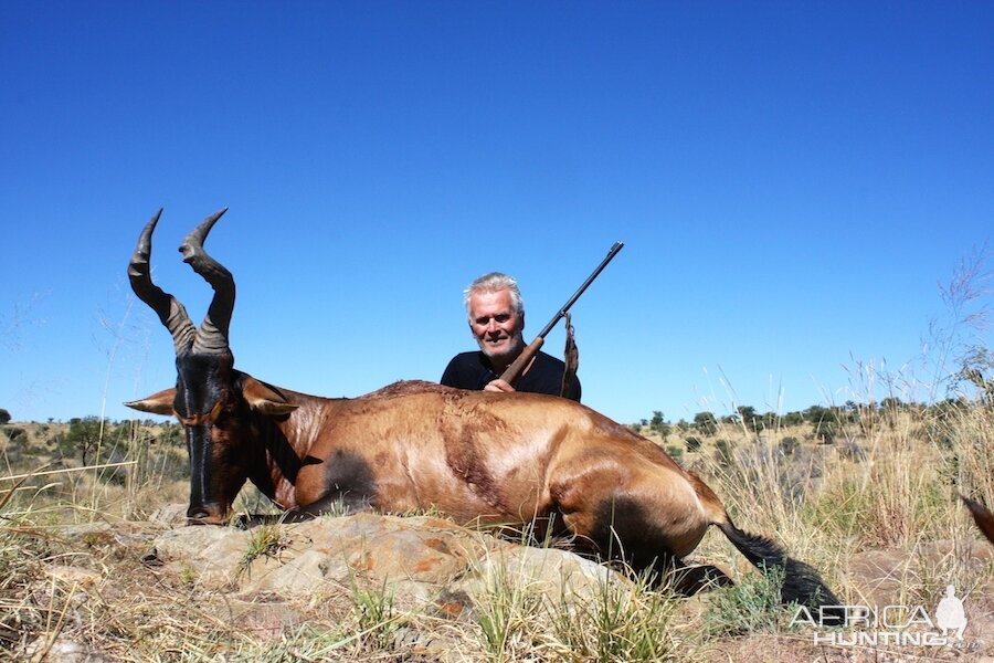 Red Hartebeest Namibia Hunt