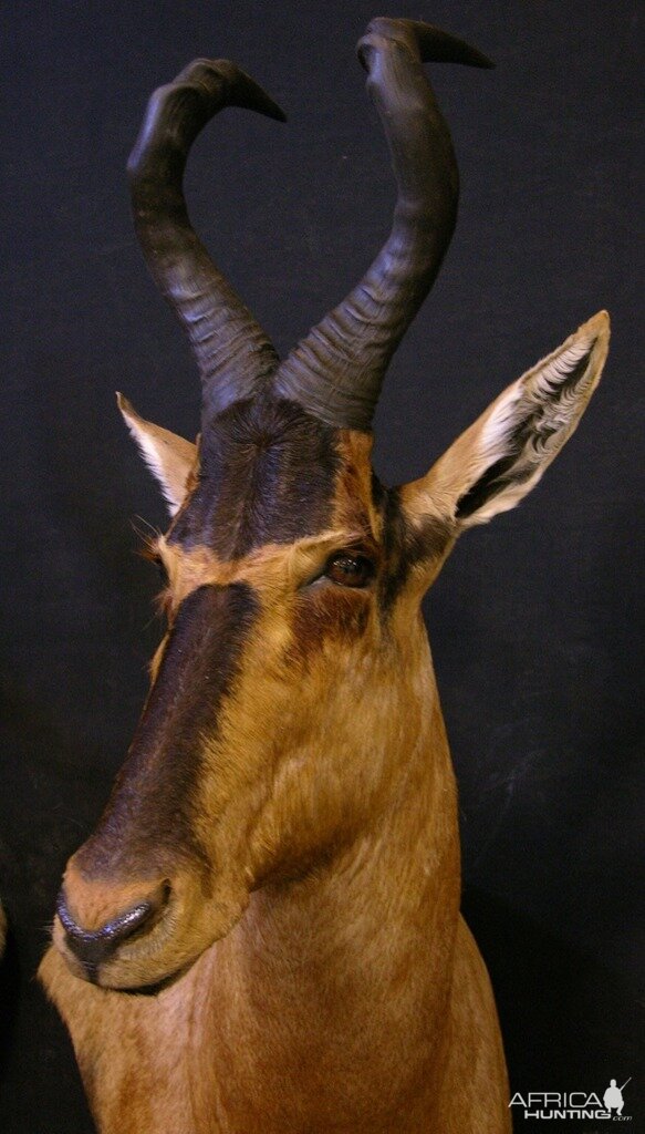 Red Hartebeest  Shoulder Mount Taxidermy Close Up