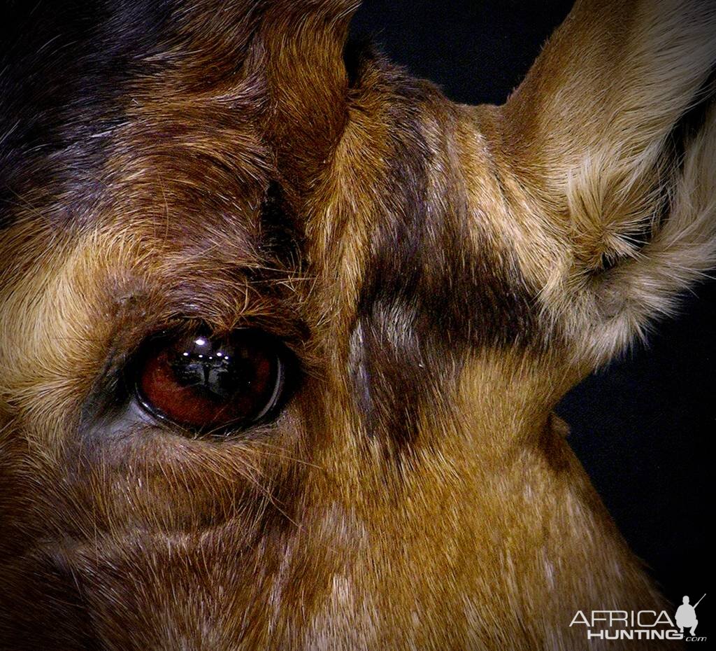 Red Hartebeest Shoulder Mount Taxidermy Close Up