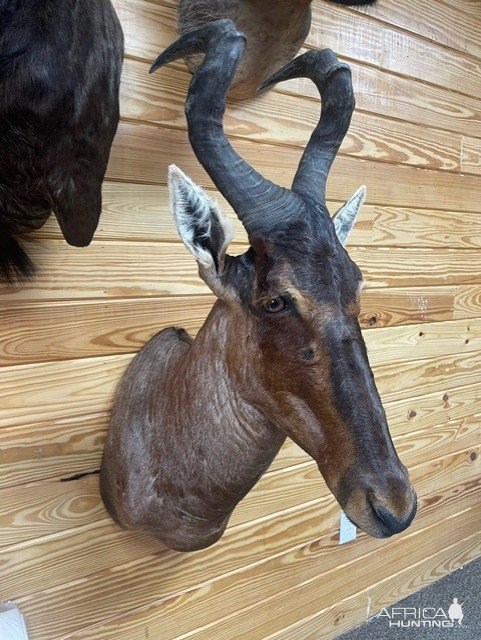 Red Hartebeest Shoulder Mount Taxidermy
