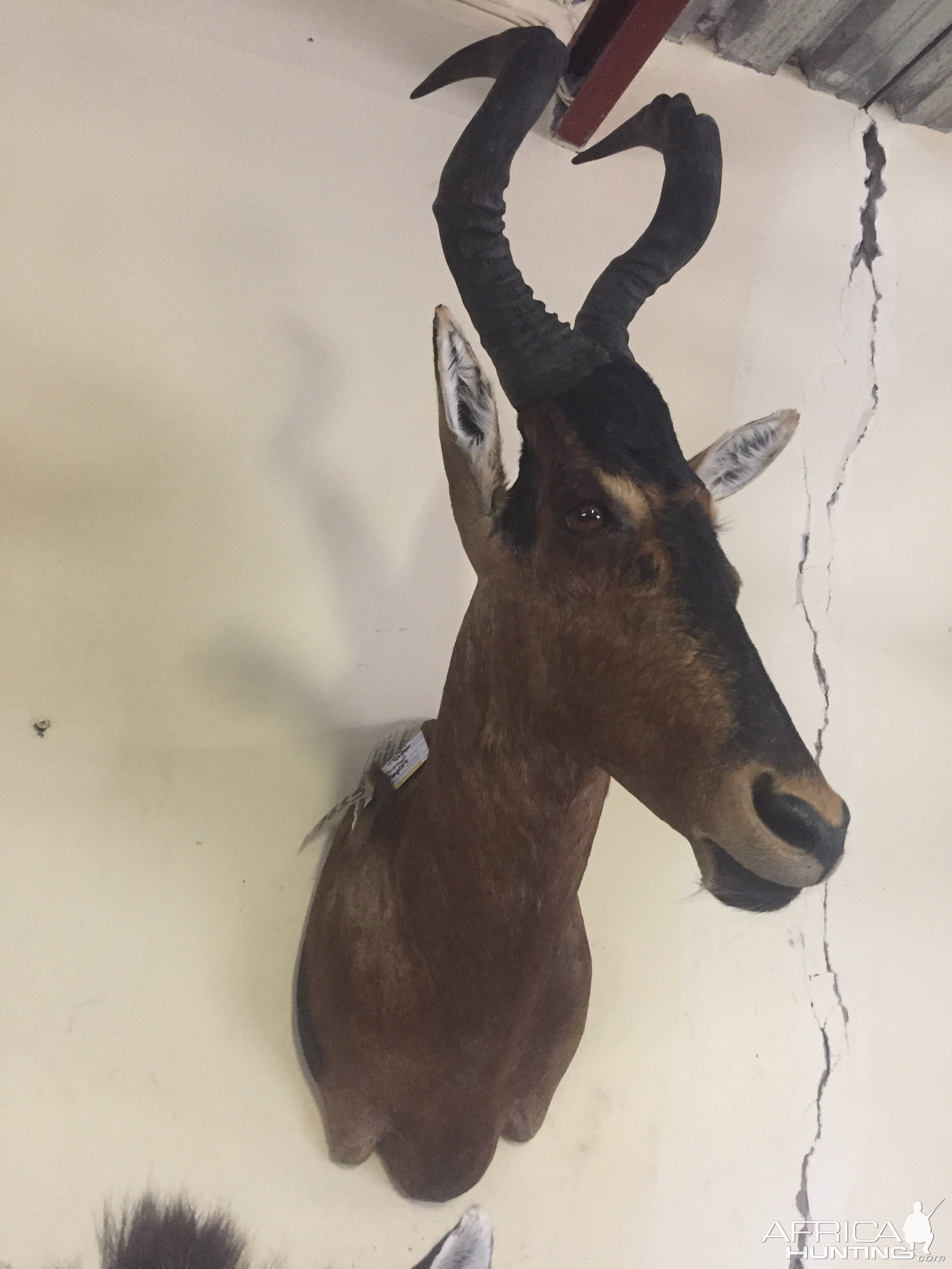 Red Hartebeest Shoulder Mount Taxidermy