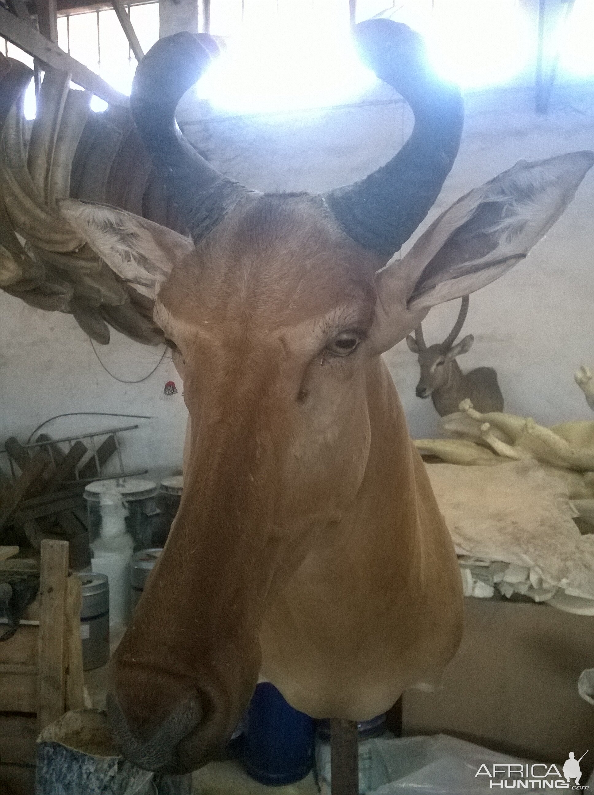 Red Hartebeest Shoulder Mount Taxidermy