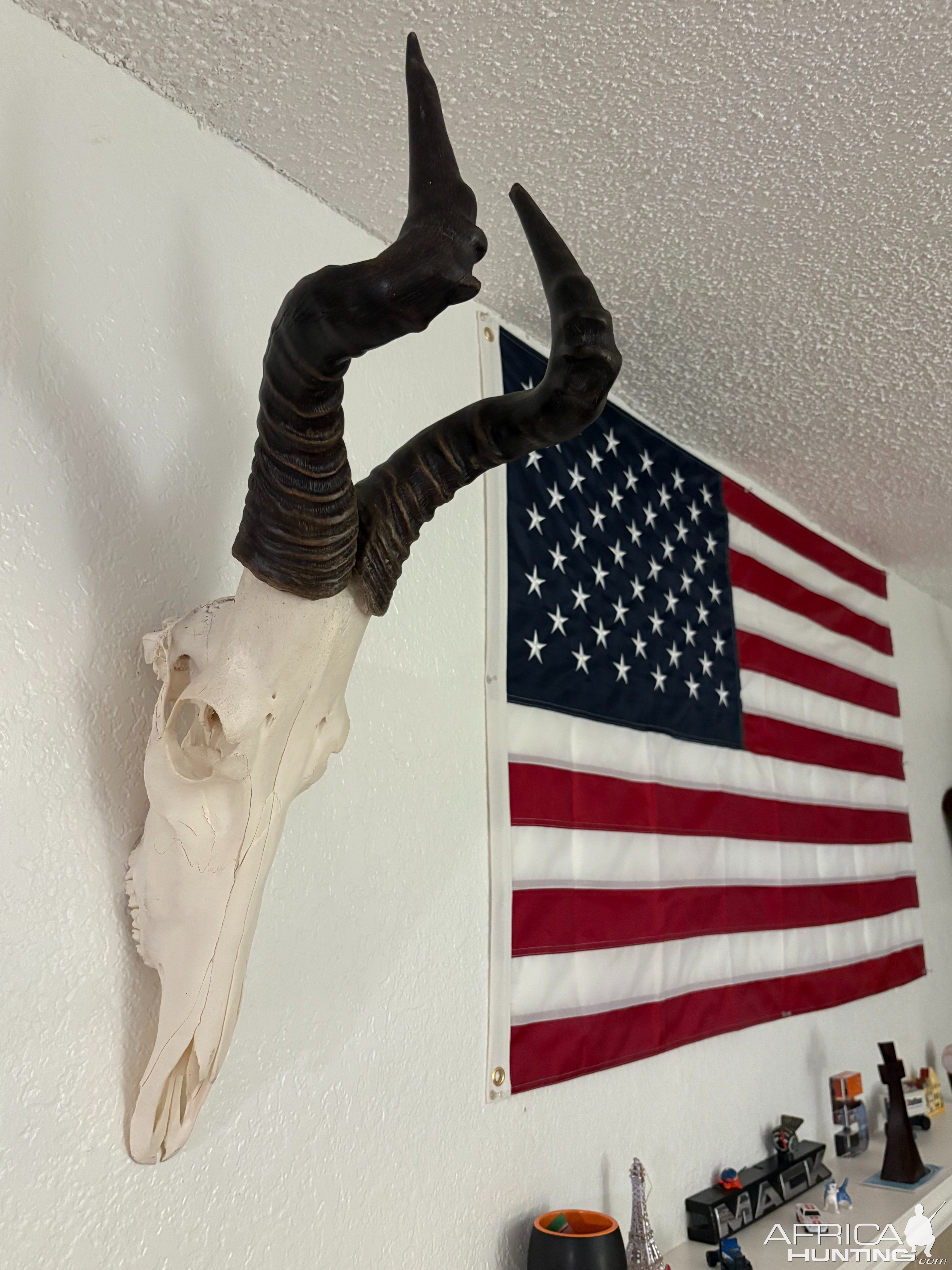 Red Hartebeest Skull Mount Taxidermy