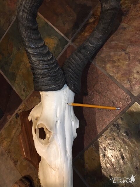 Red Hartebeest Skull