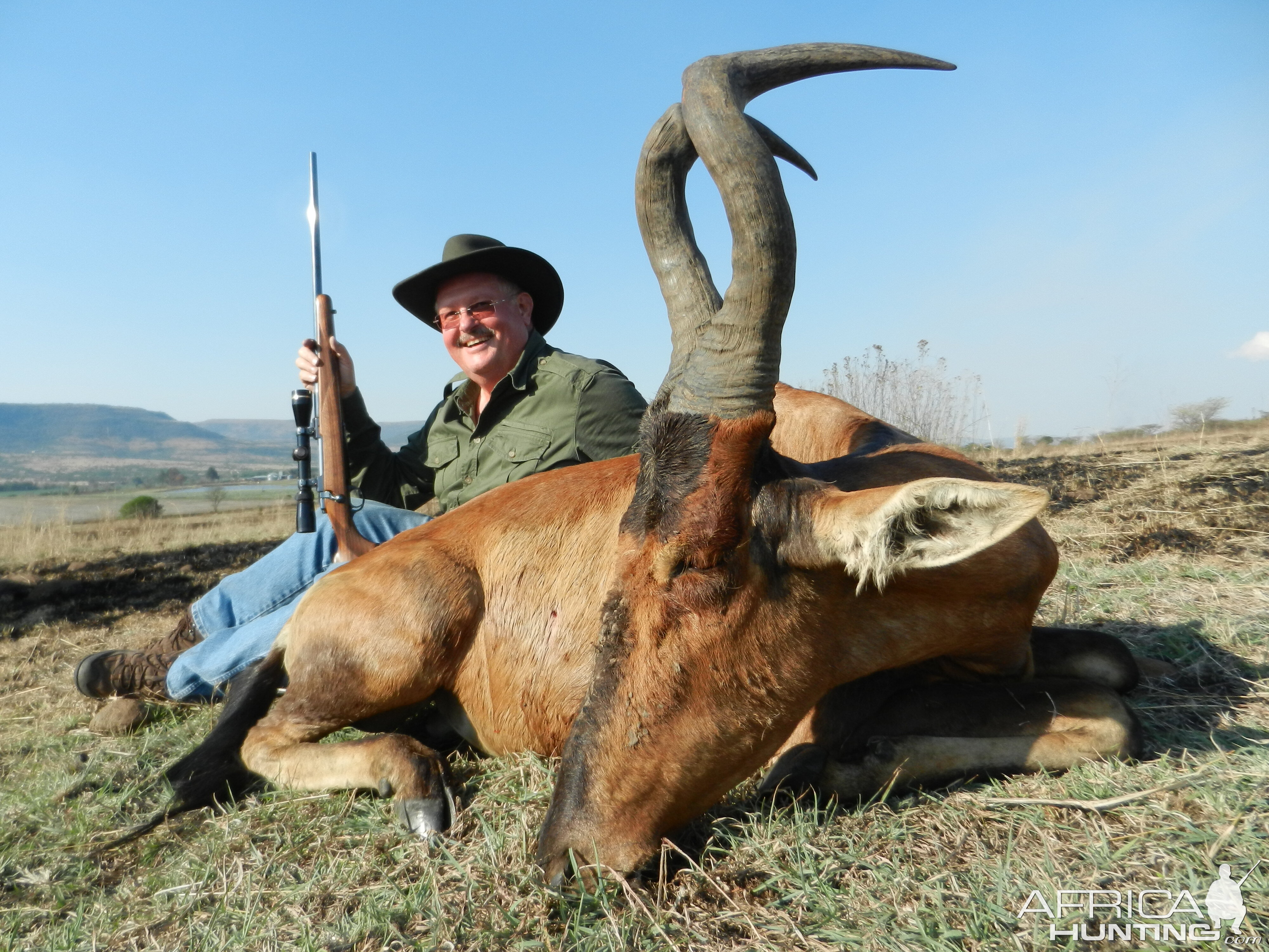 Red Hartebeest