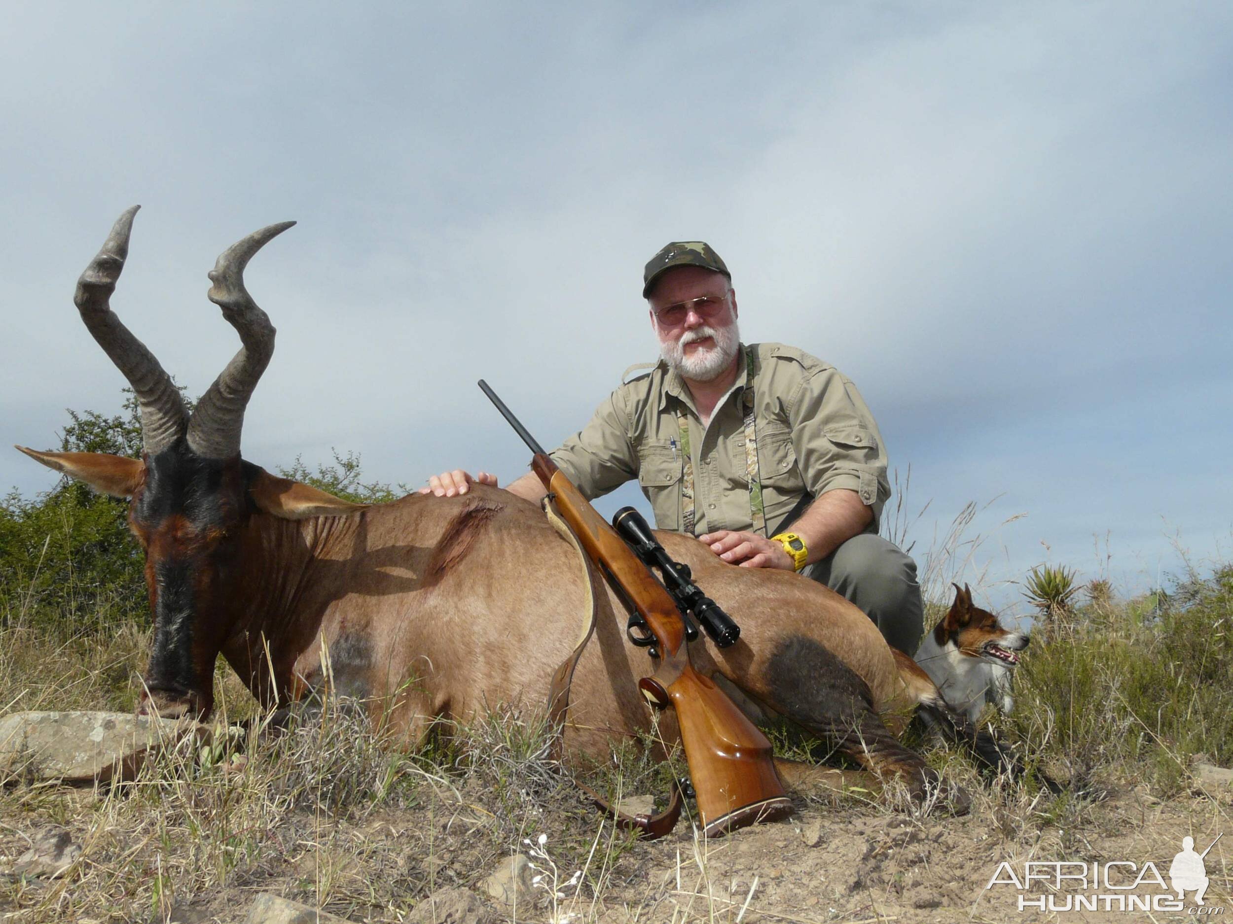 Red Hartebeest.