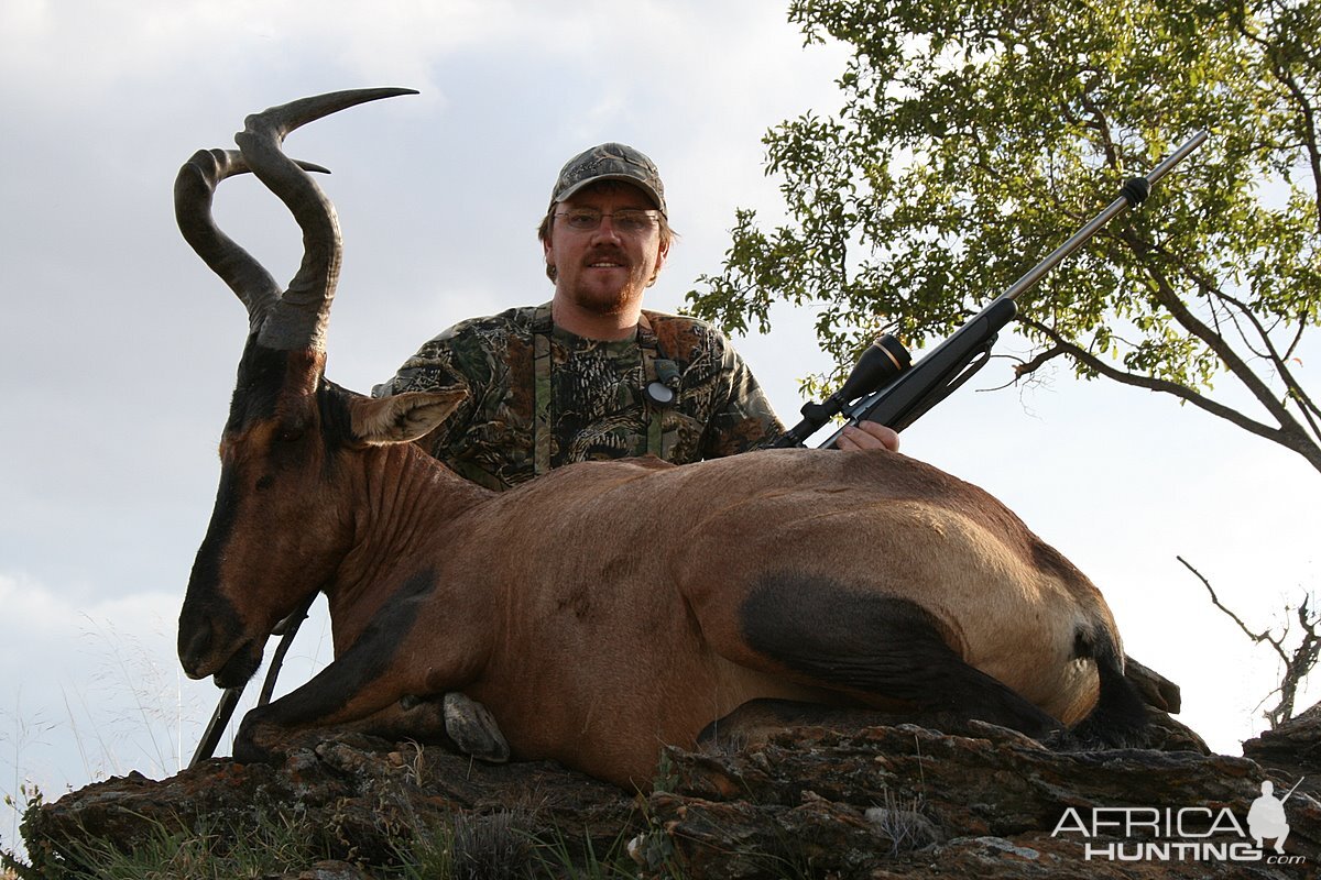 Red Hartebeest