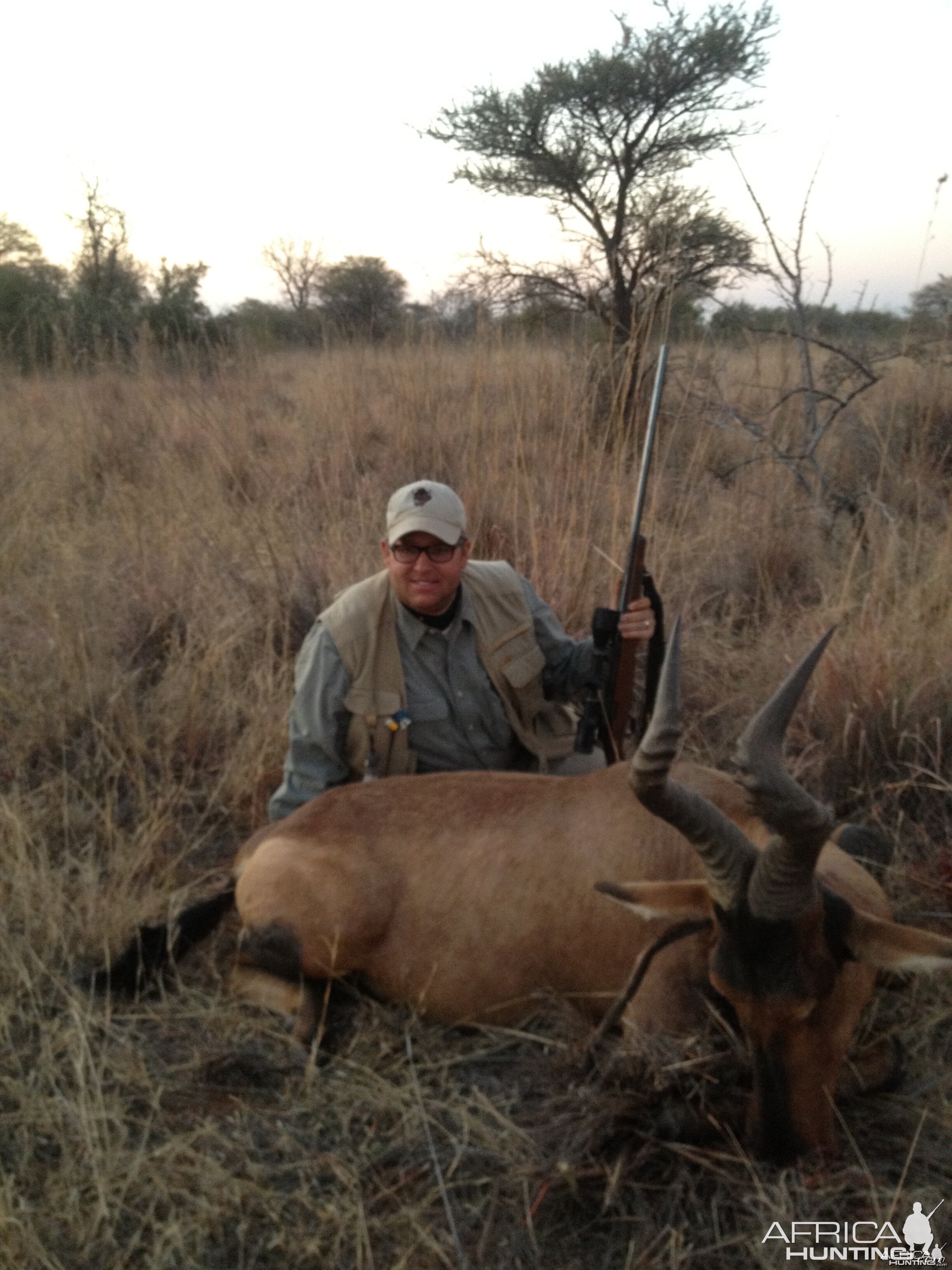 Red Hartebeest